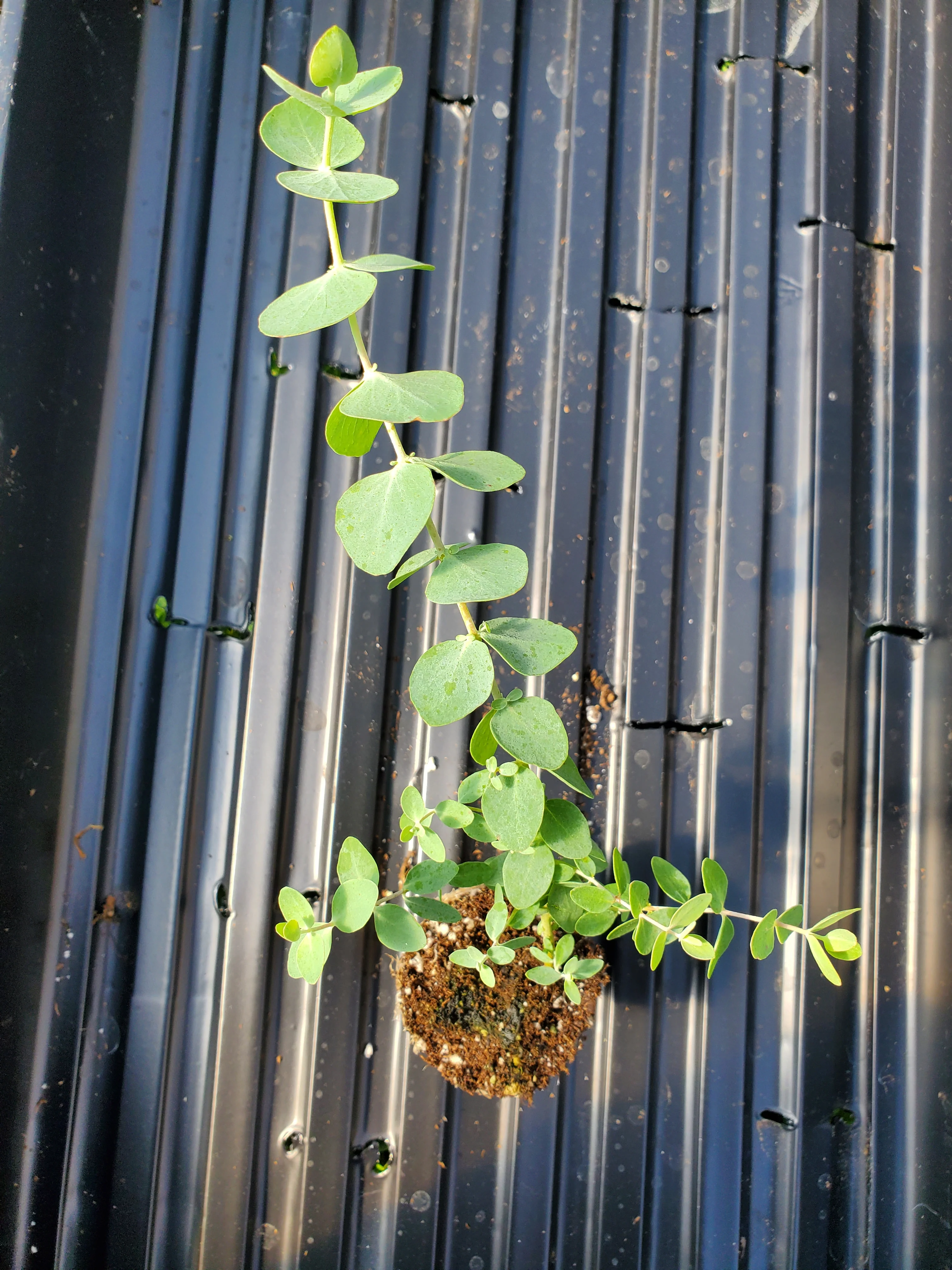 Eucalyptus Silver Dollar