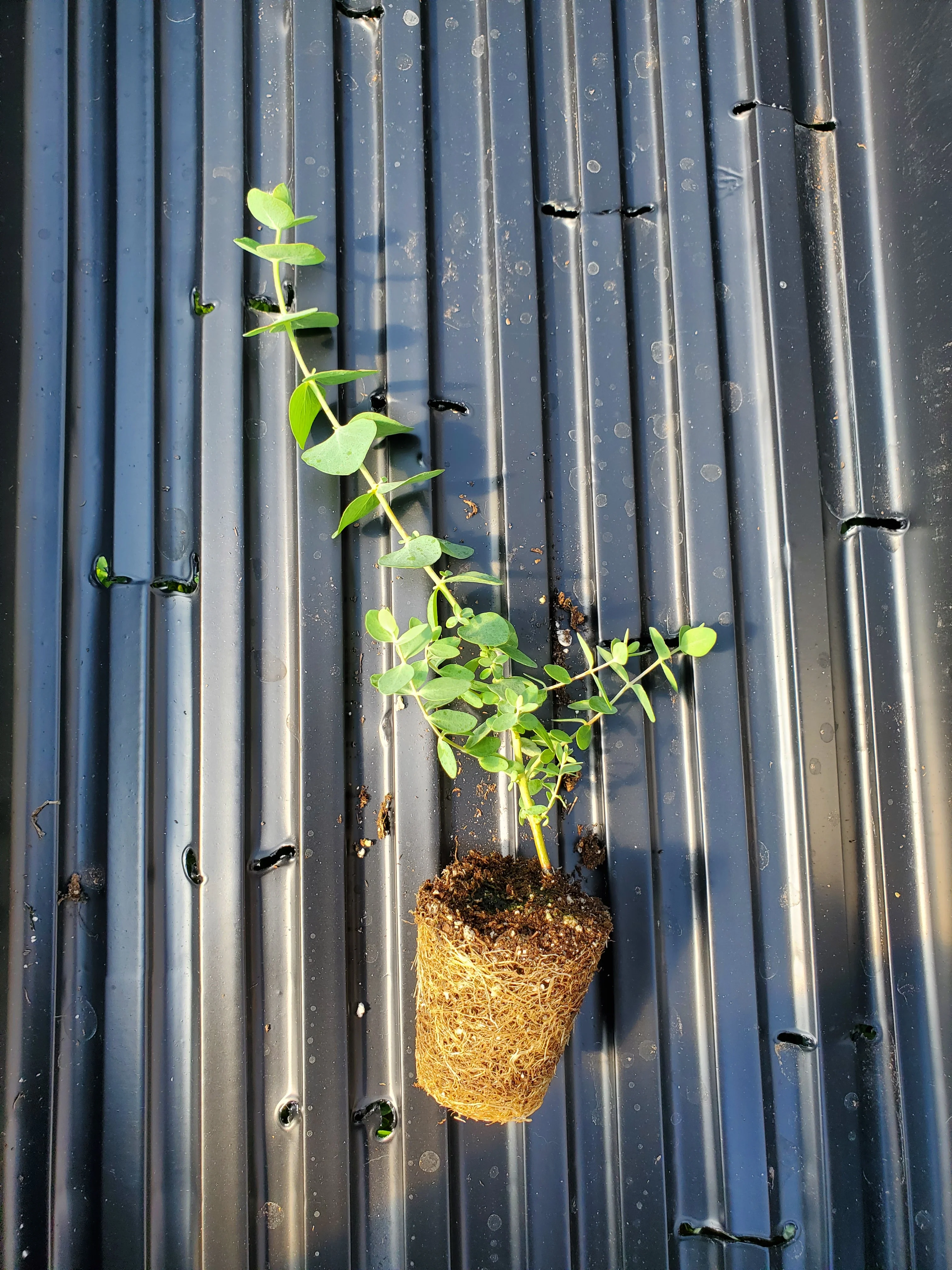 Eucalyptus Silver Dollar - Image 2