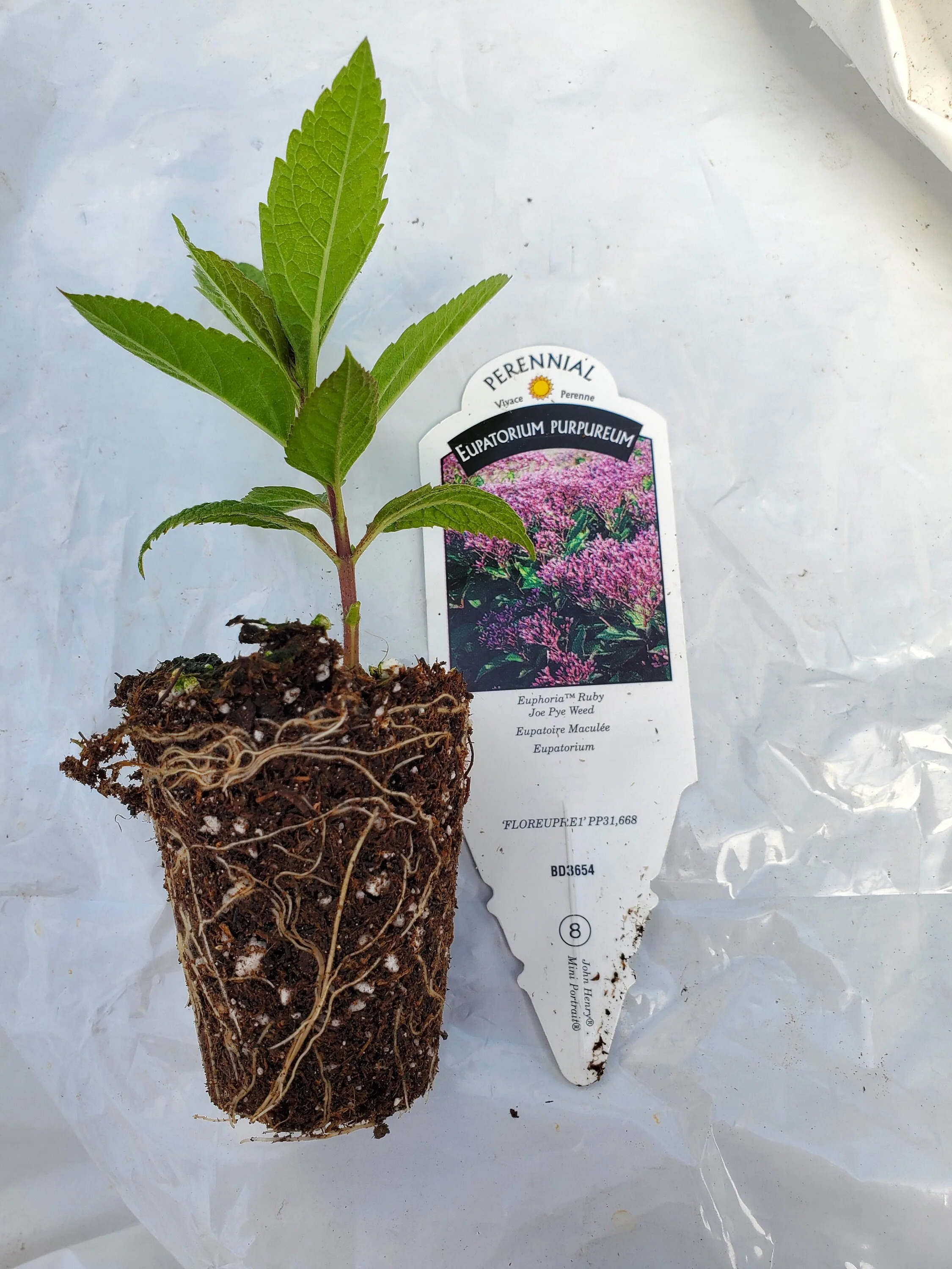 Eupatorium Euphoria Ruby Joe pye Weed - Image 2