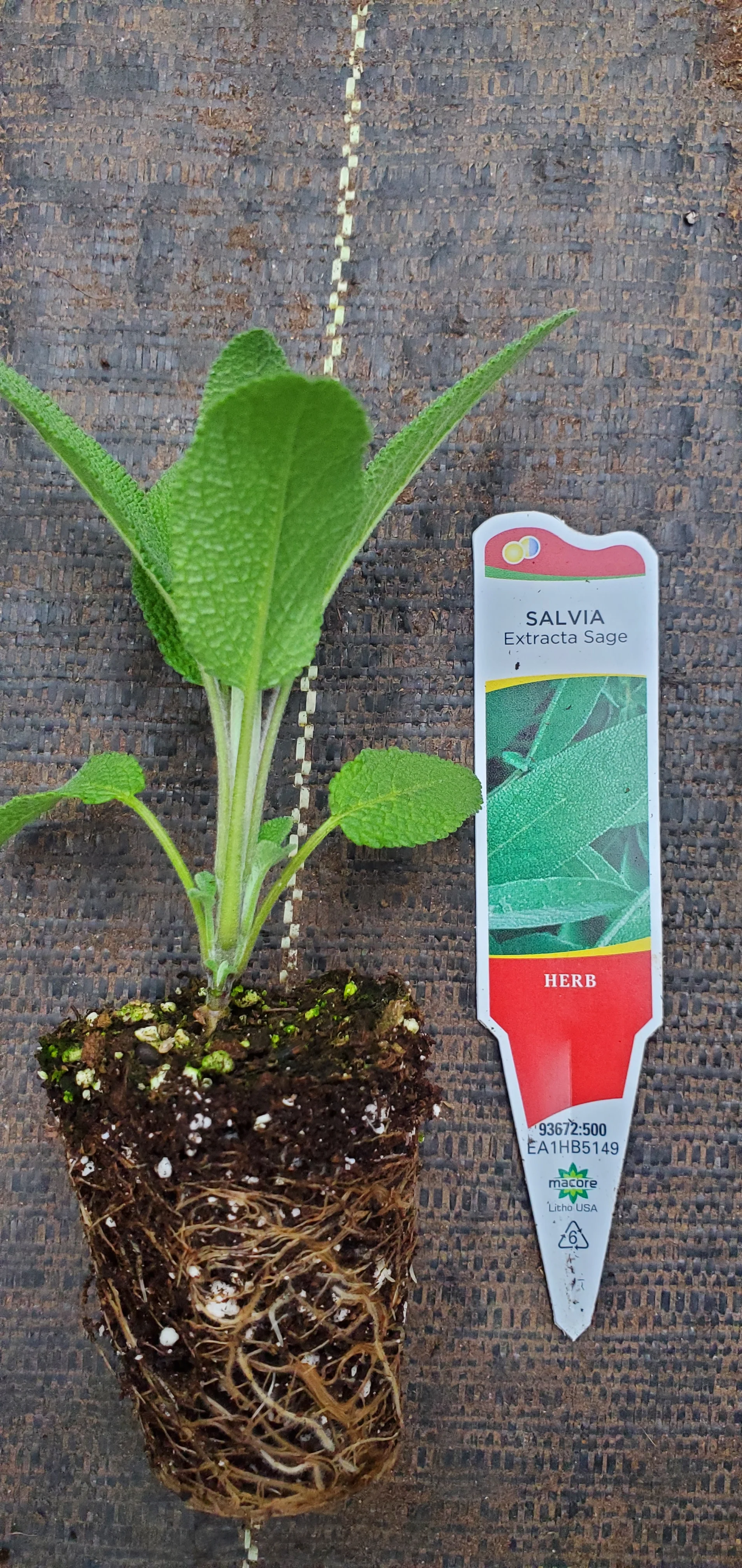 Extracta Sage Salvia officinalis - Image 2
