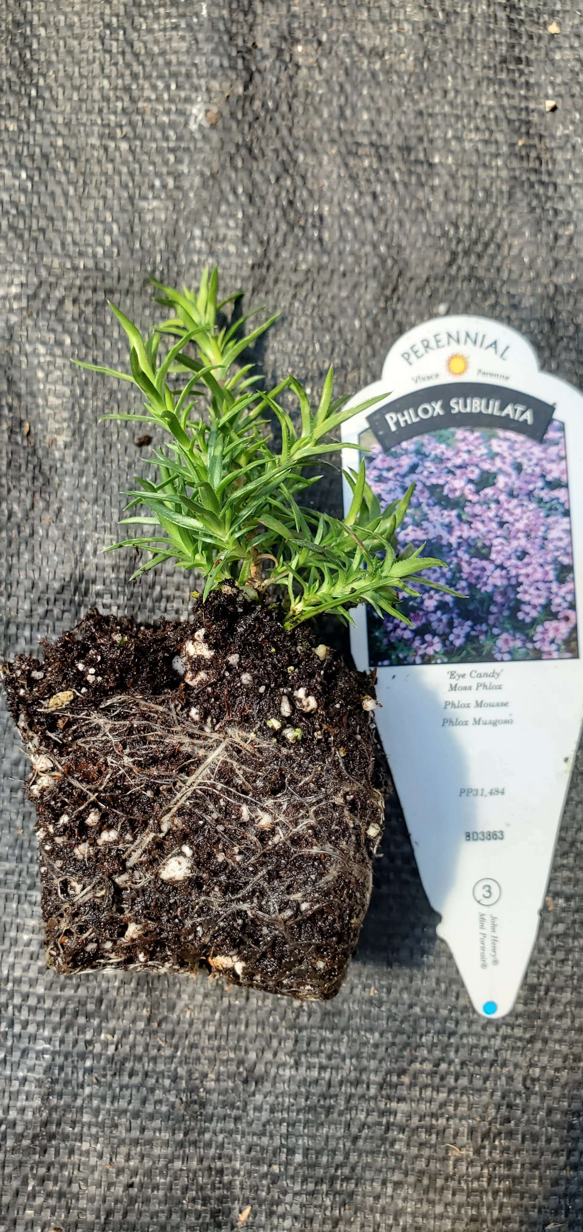 Eye Candy Phlox Subulata Moss Phlox - Image 2