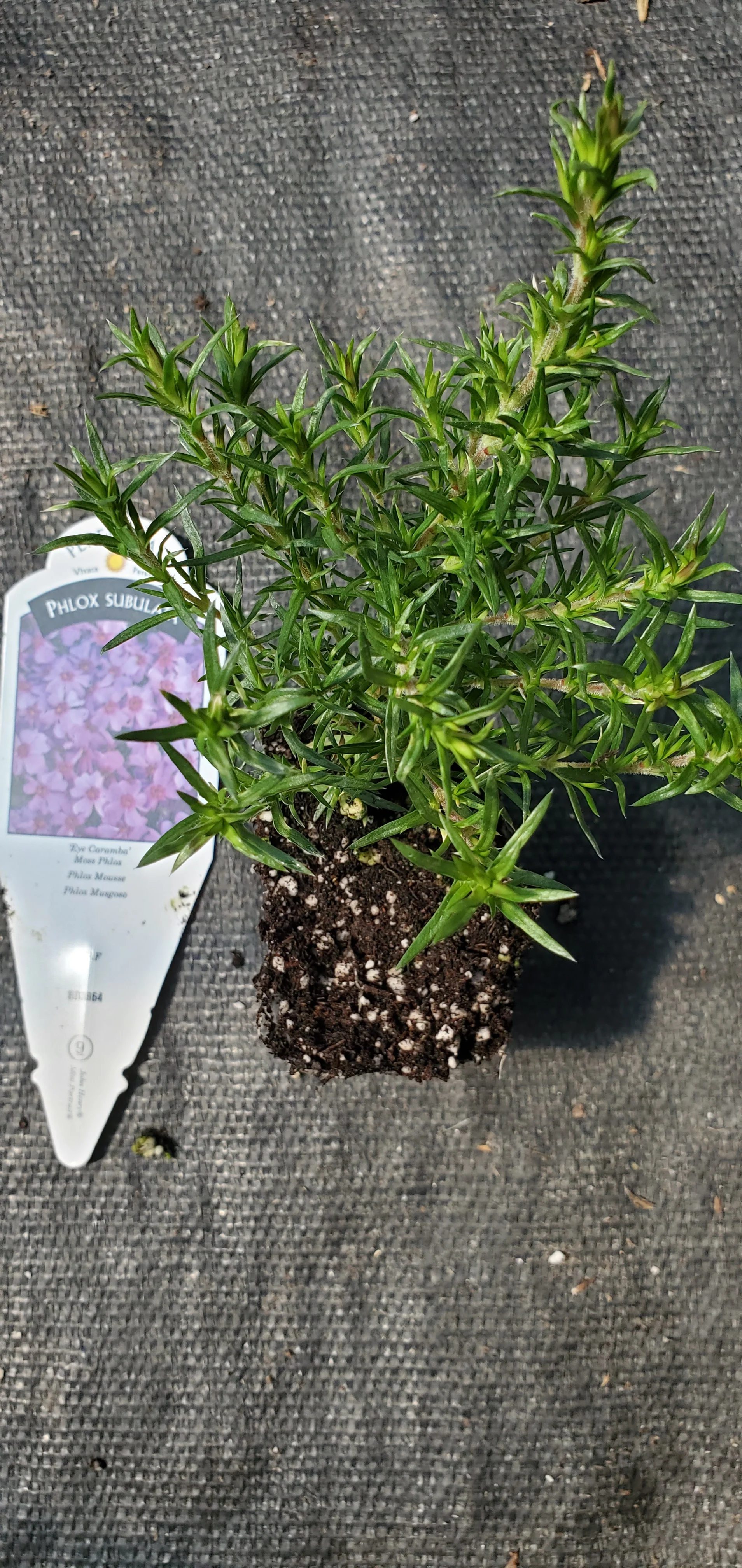 Eye Caramba Phlox Subulata Moss Phlox