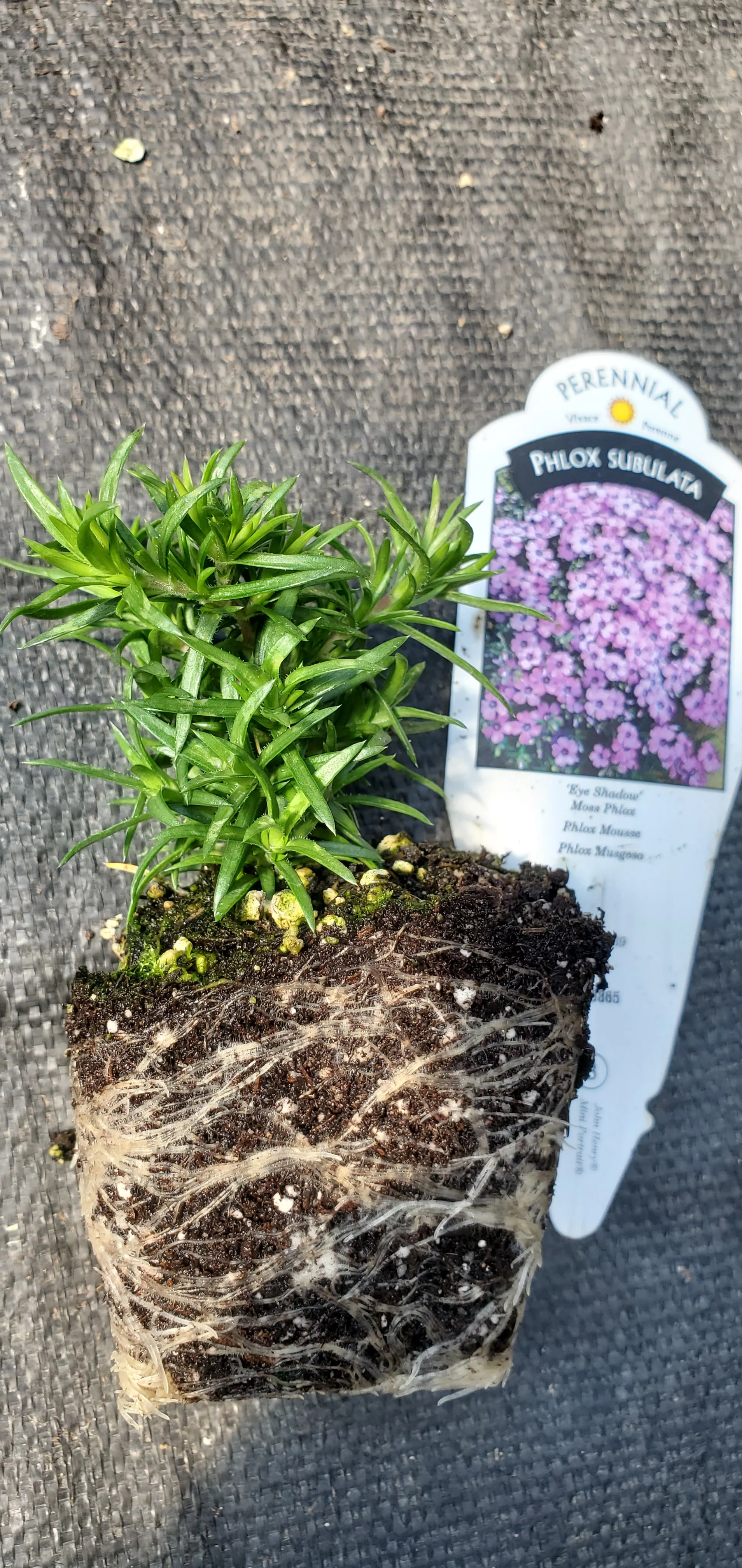 Eye Shadow Phlox subulata Moss Phlox
