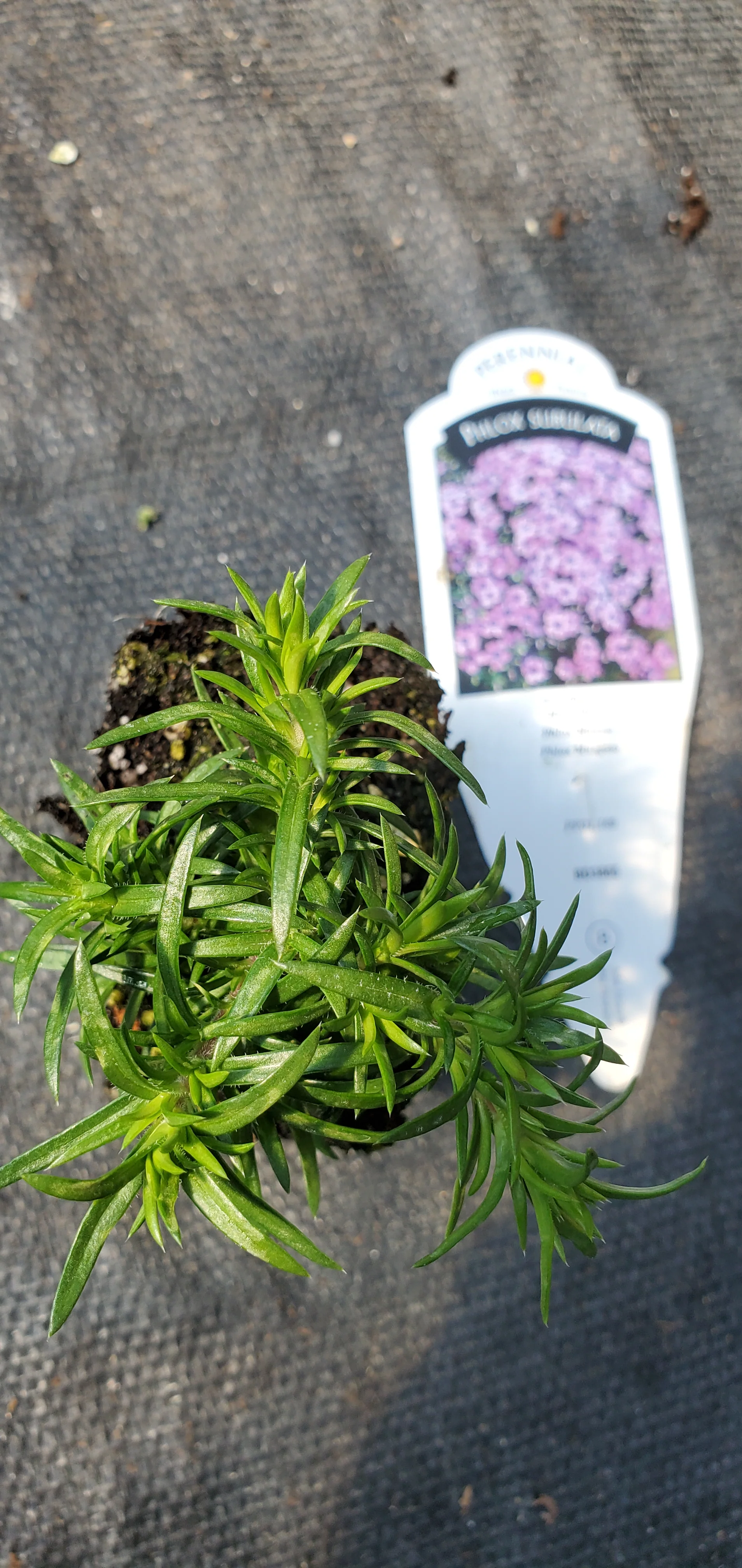 Eye Shadow Phlox subulata Moss Phlox - Image 2