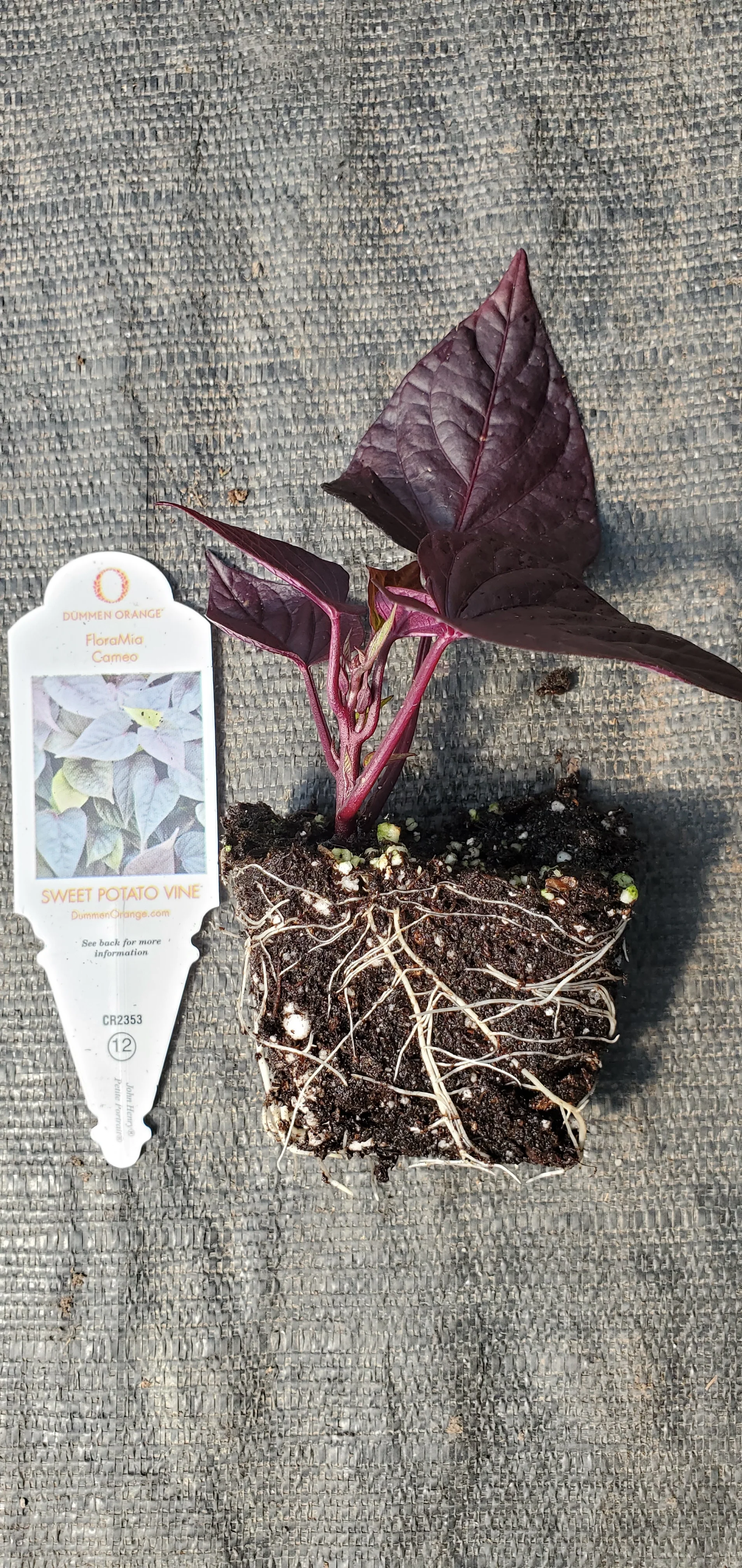 FloraMia Cameo Sweet Potato Vine - Image 2