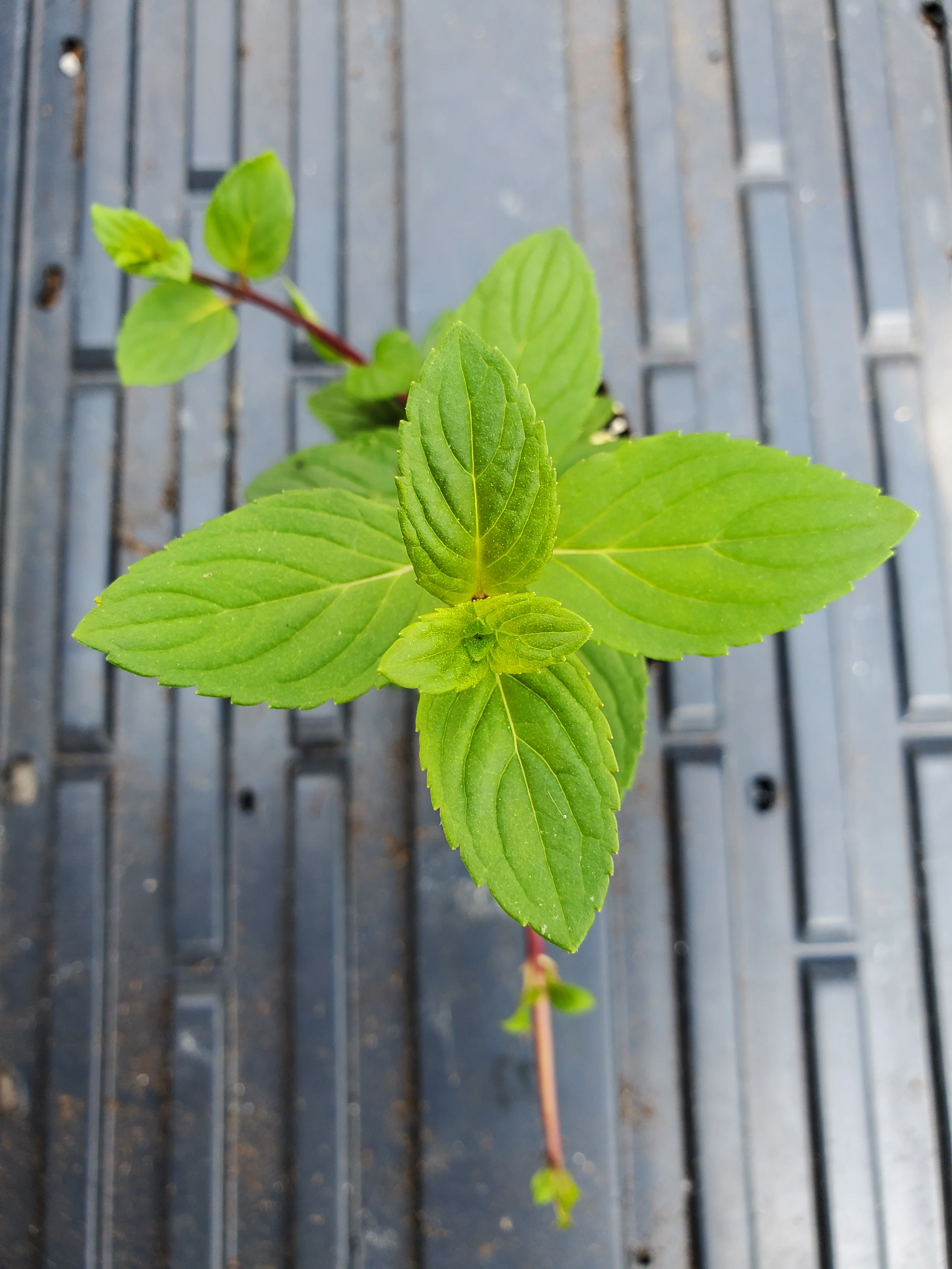 French Peppermint