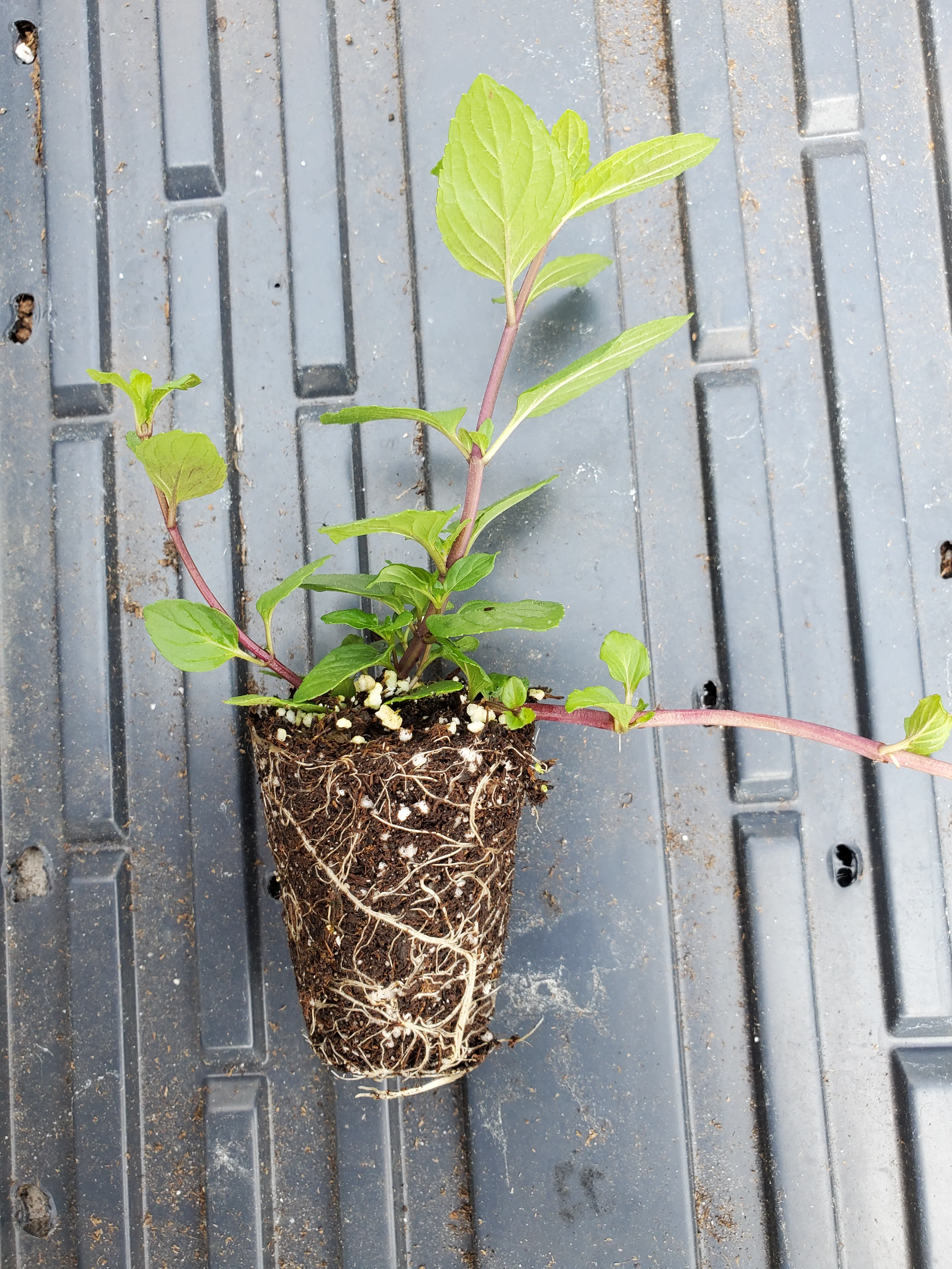 French Peppermint - Image 2