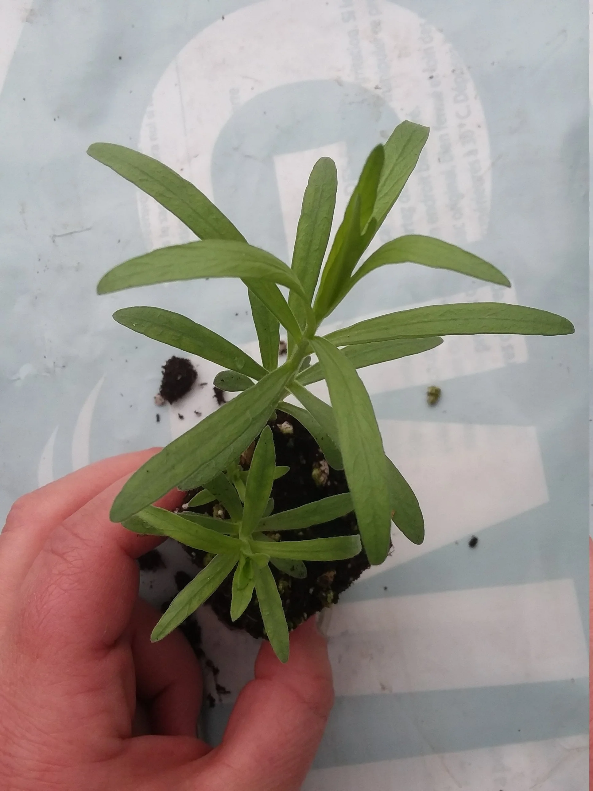 French Tarragon