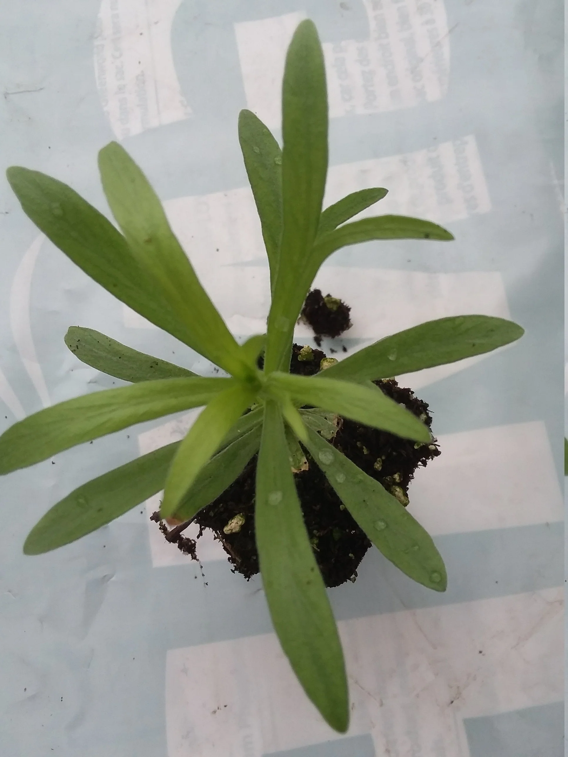 French Tarragon - Image 2