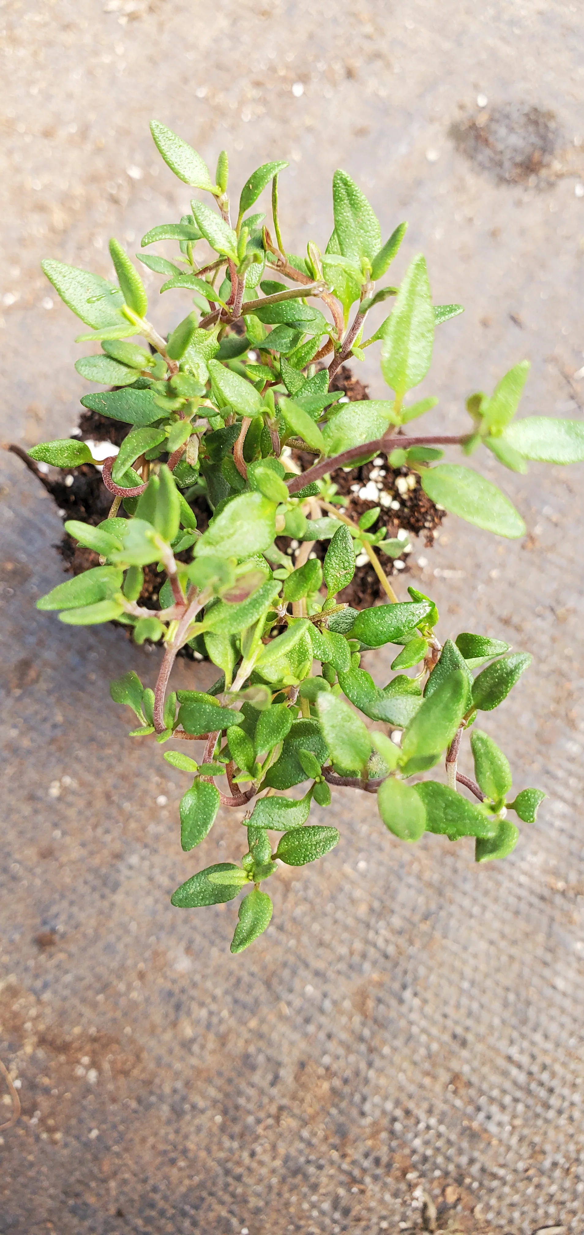 French Thyme