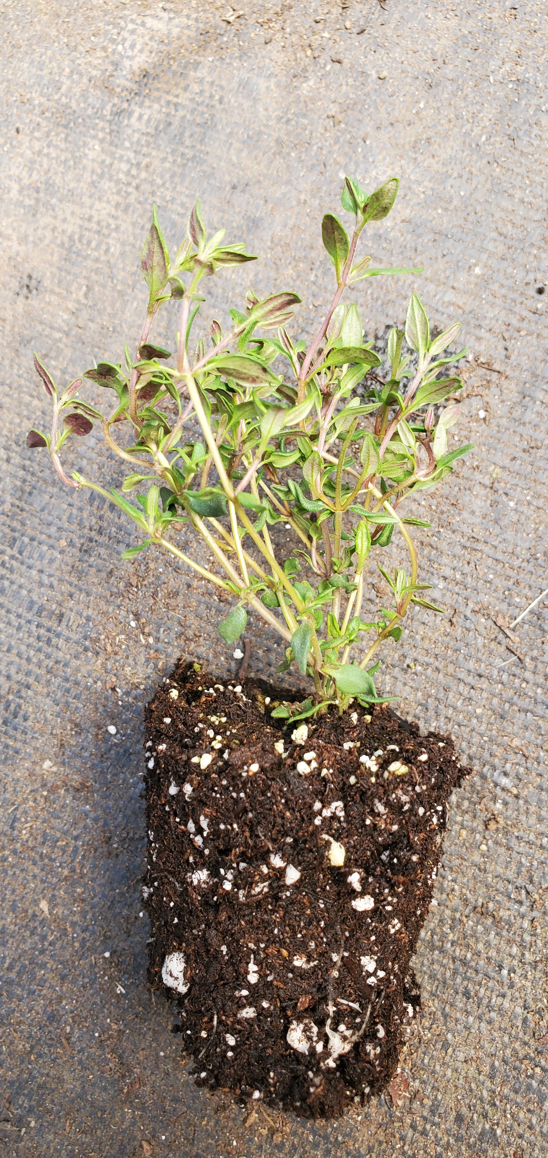 French Thyme - Image 2