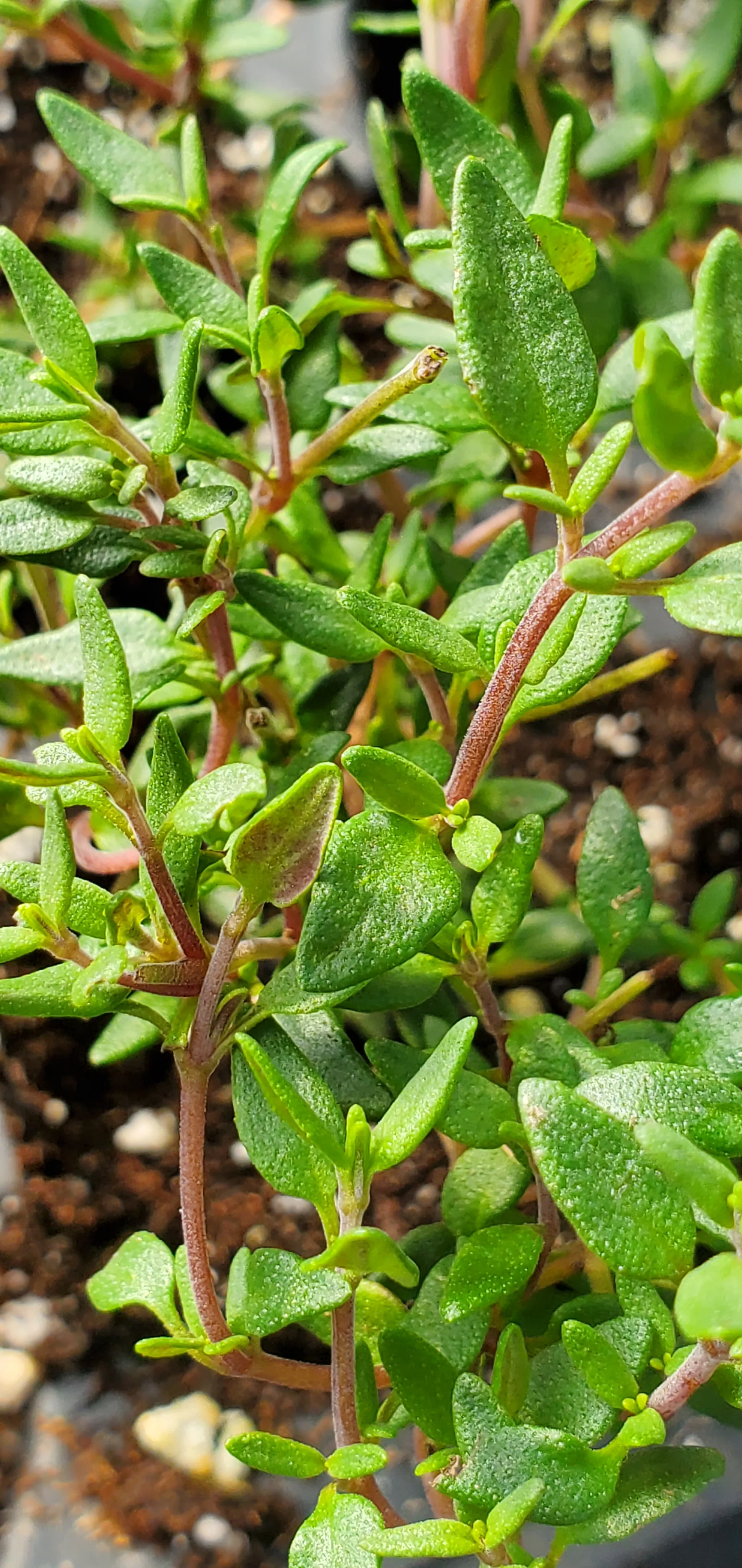 French Thyme - Image 3