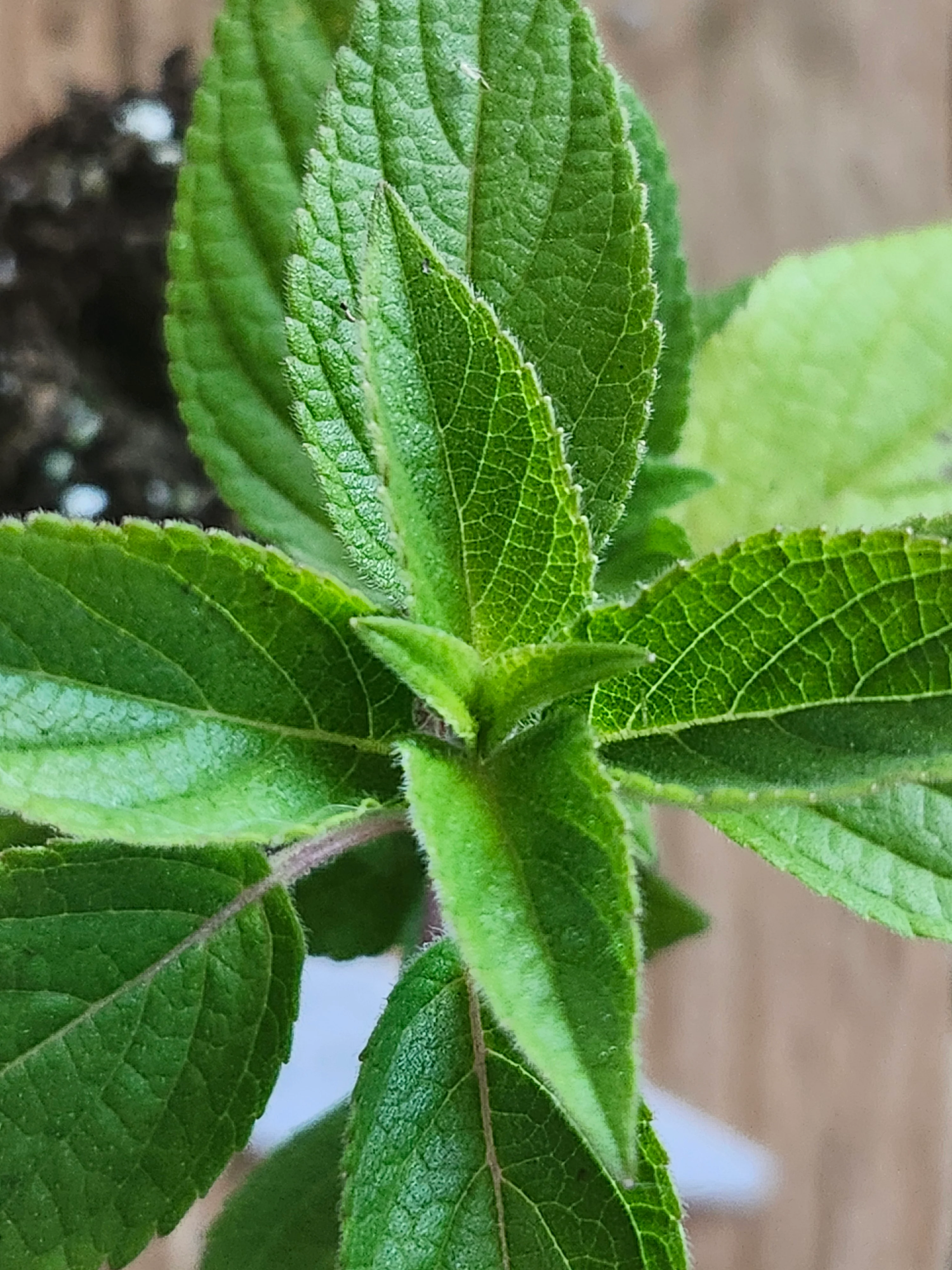 Frieda Dixon Salvia Elegans Pink Blooming Pineapple Sage