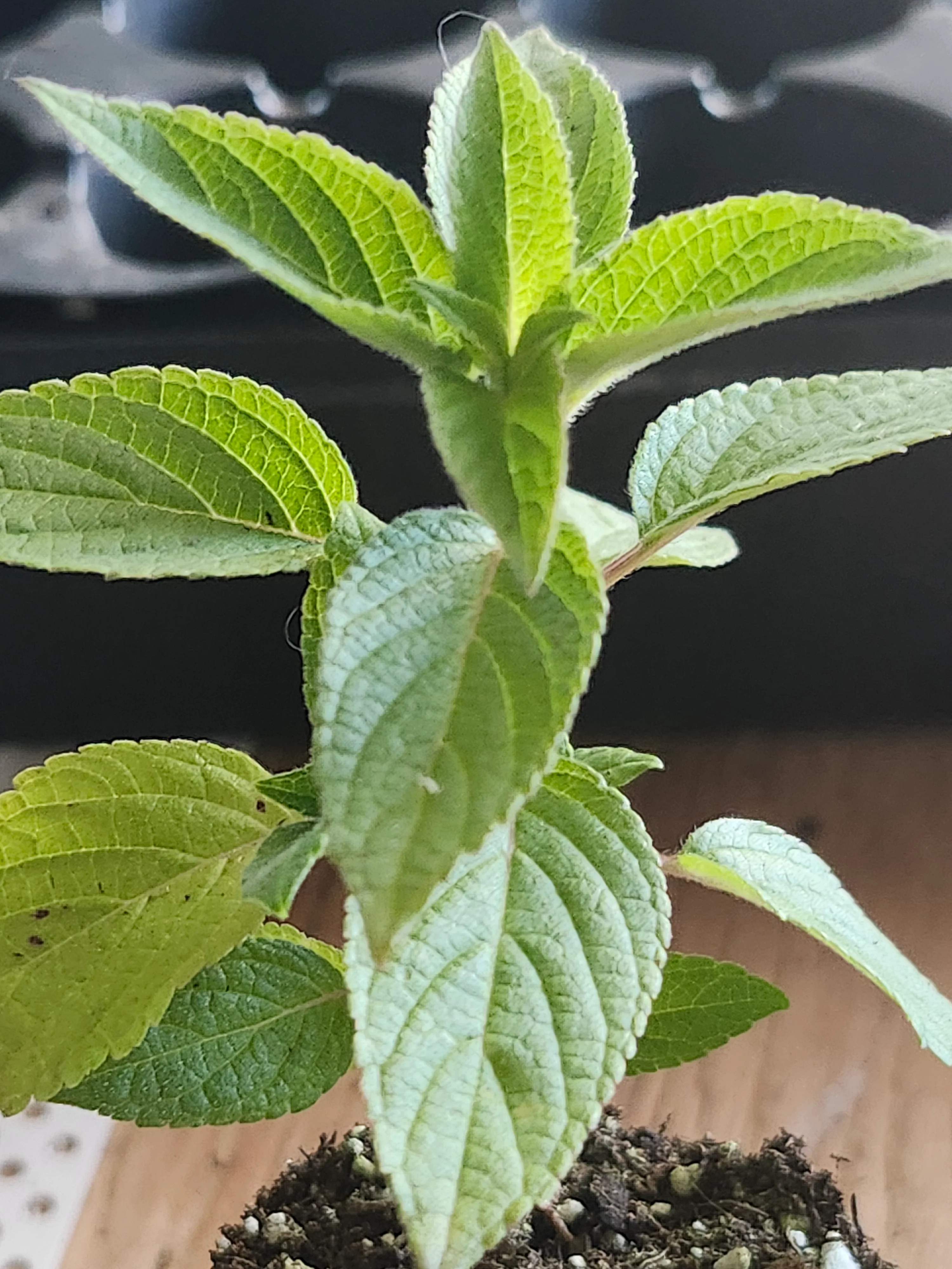 Frieda Dixon Salvia Elegans Pink Blooming Pineapple Sage - Image 2