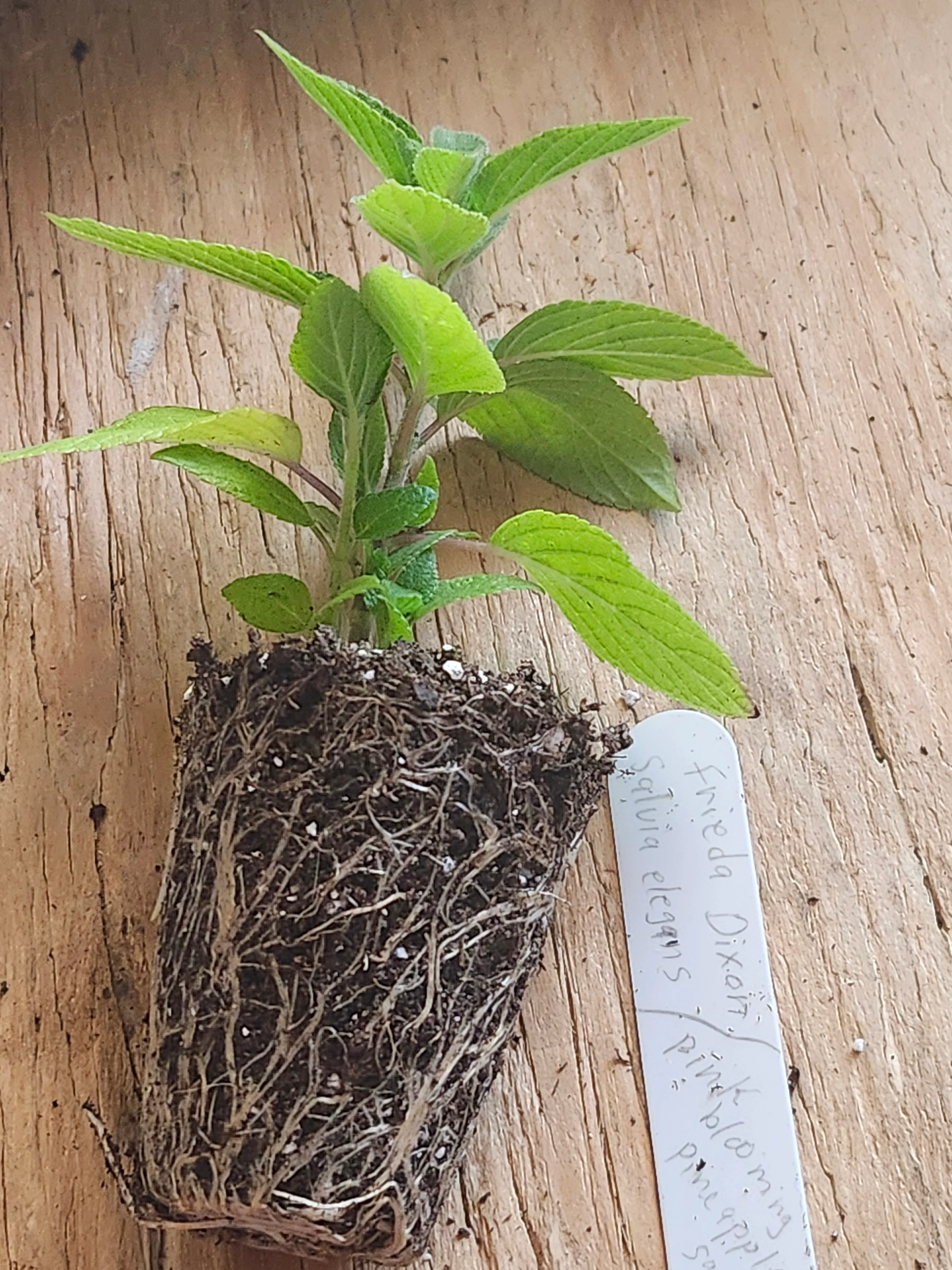 Frieda Dixon Salvia Elegans Pink Blooming Pineapple Sage - Image 3