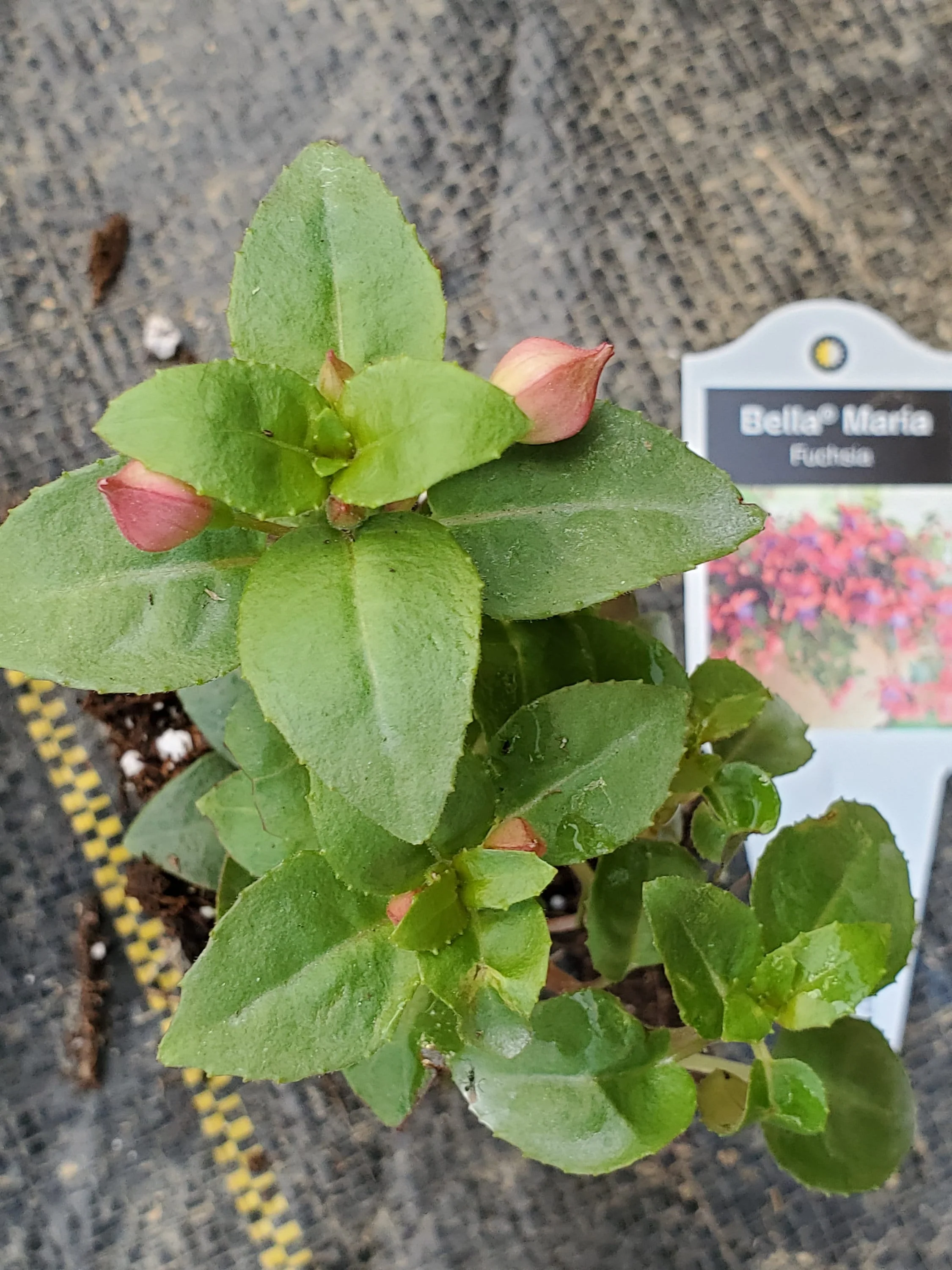 Fuchsia Bella Maria