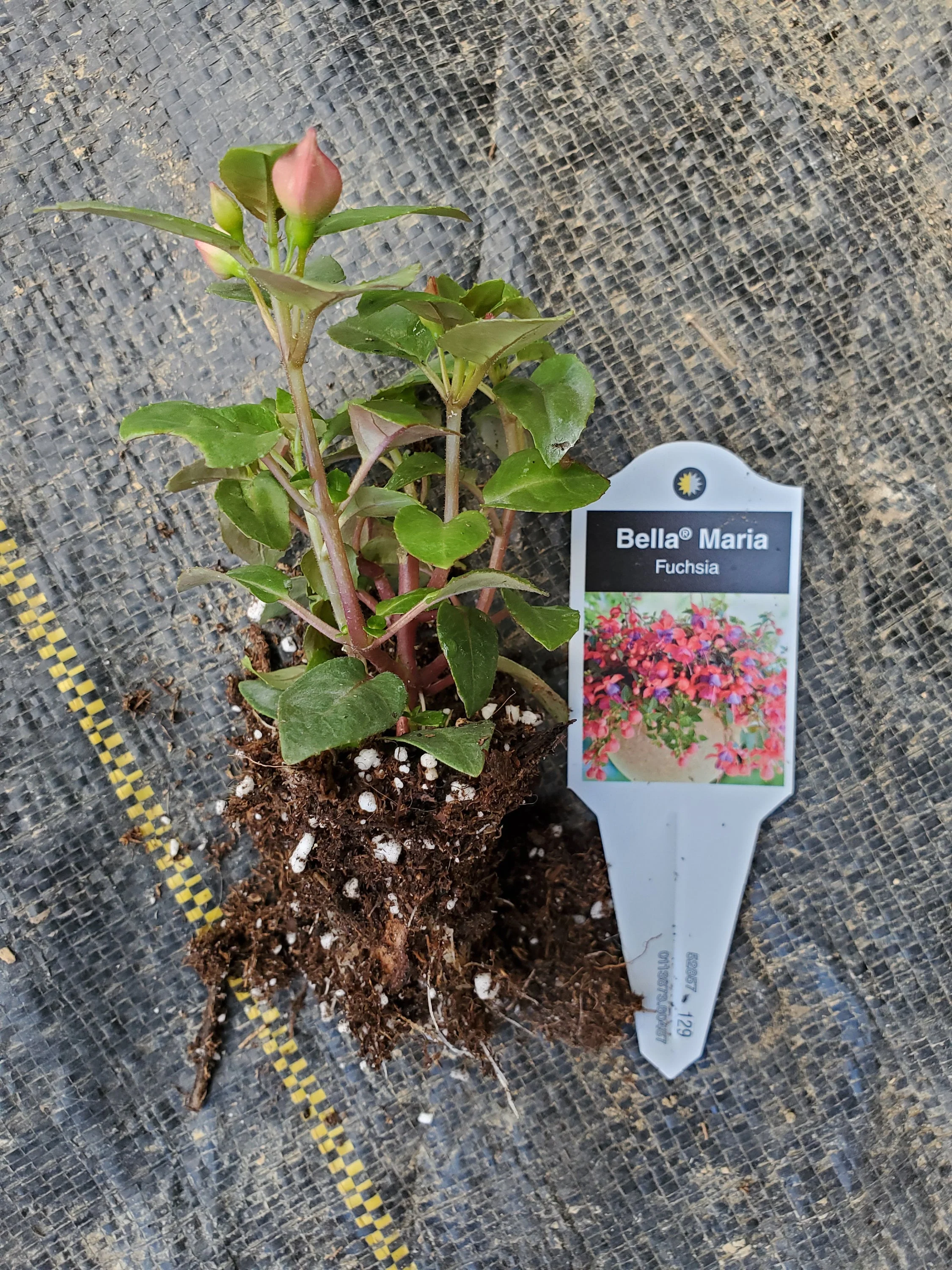 Fuchsia Bella Maria - Image 2