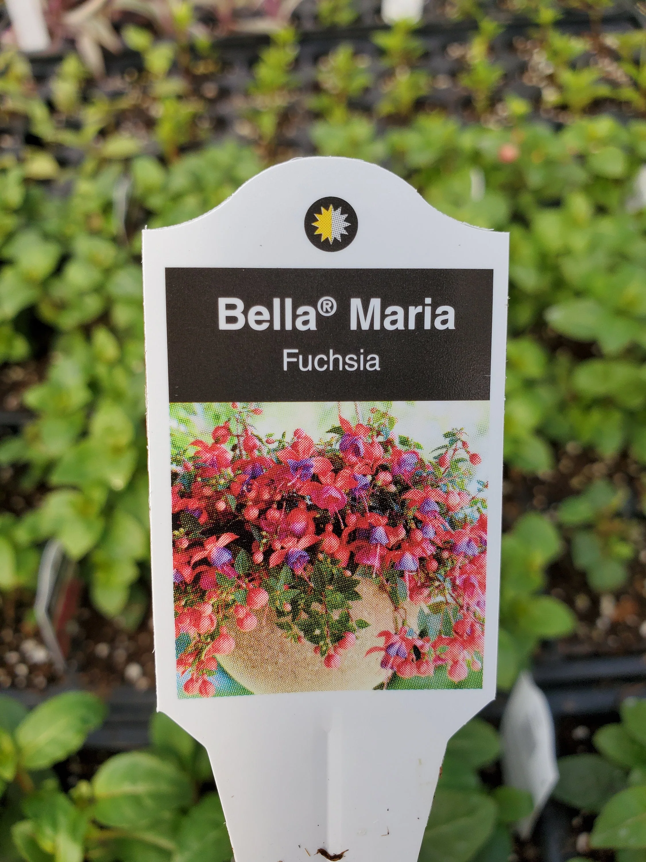 Fuchsia Bella Maria - Image 3