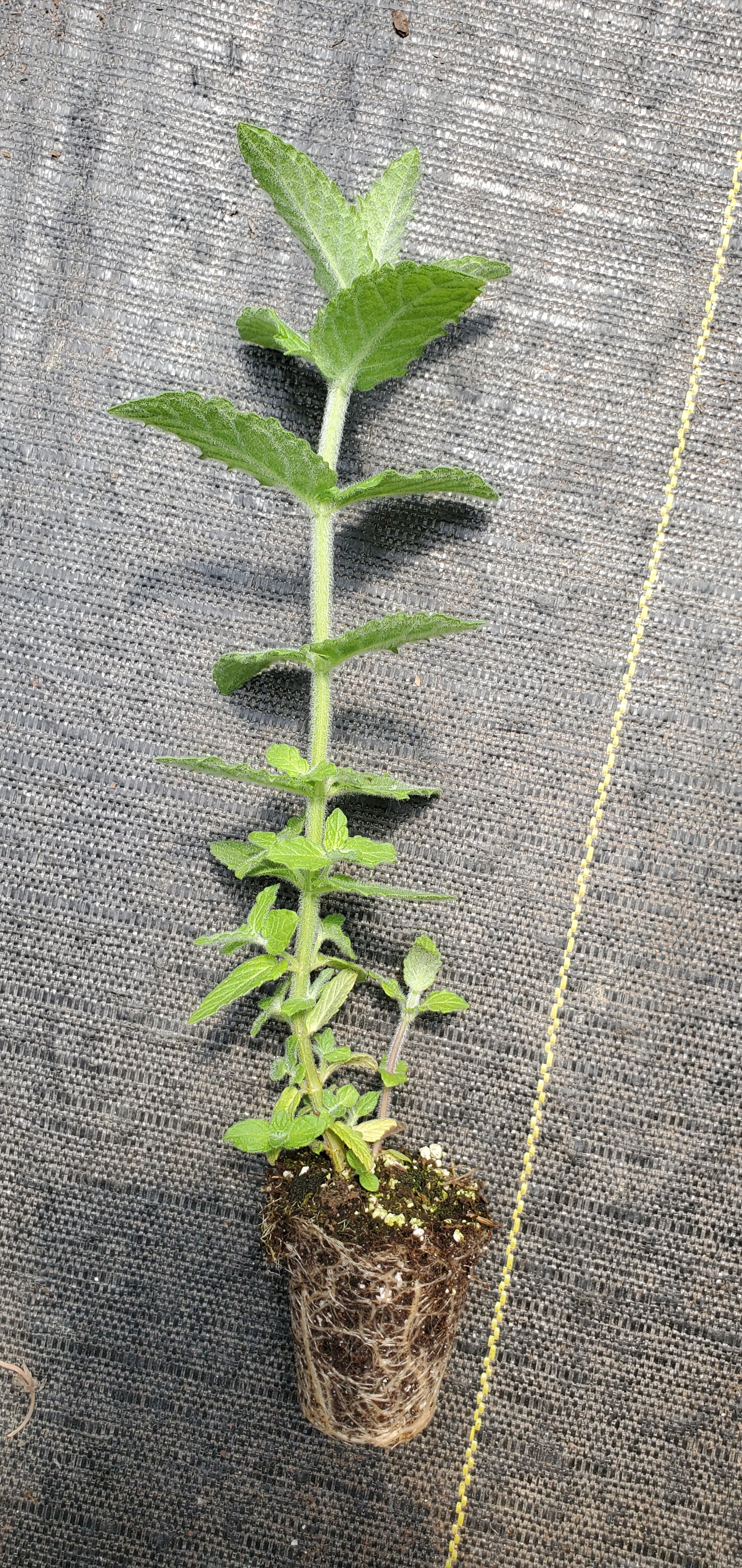 Fuzzy Chinese Mint - Image 2
