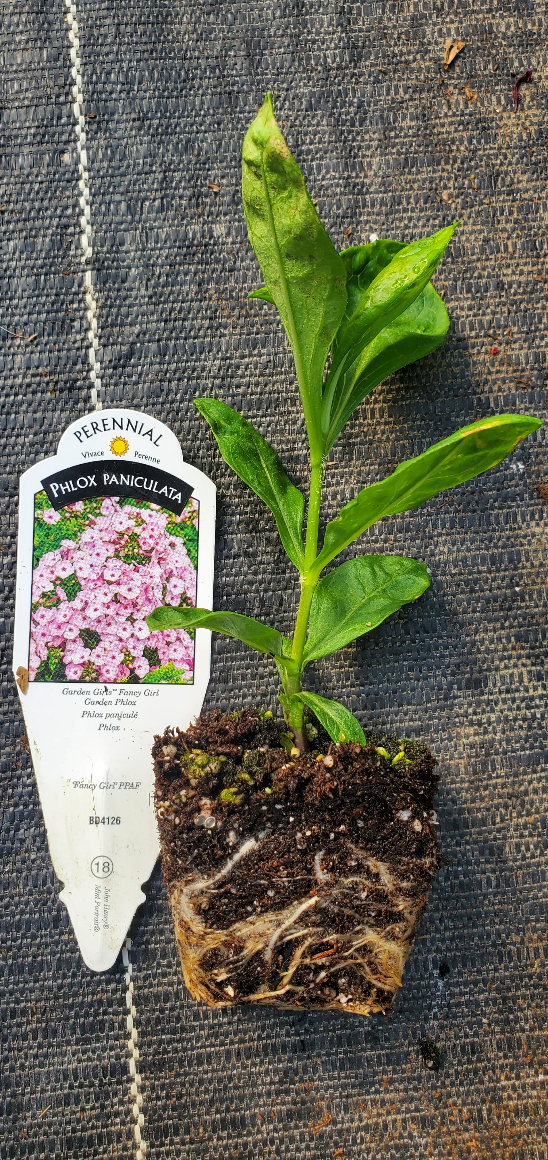 Garden Girls Fancy Girl Phlox Paniculata - Image 2