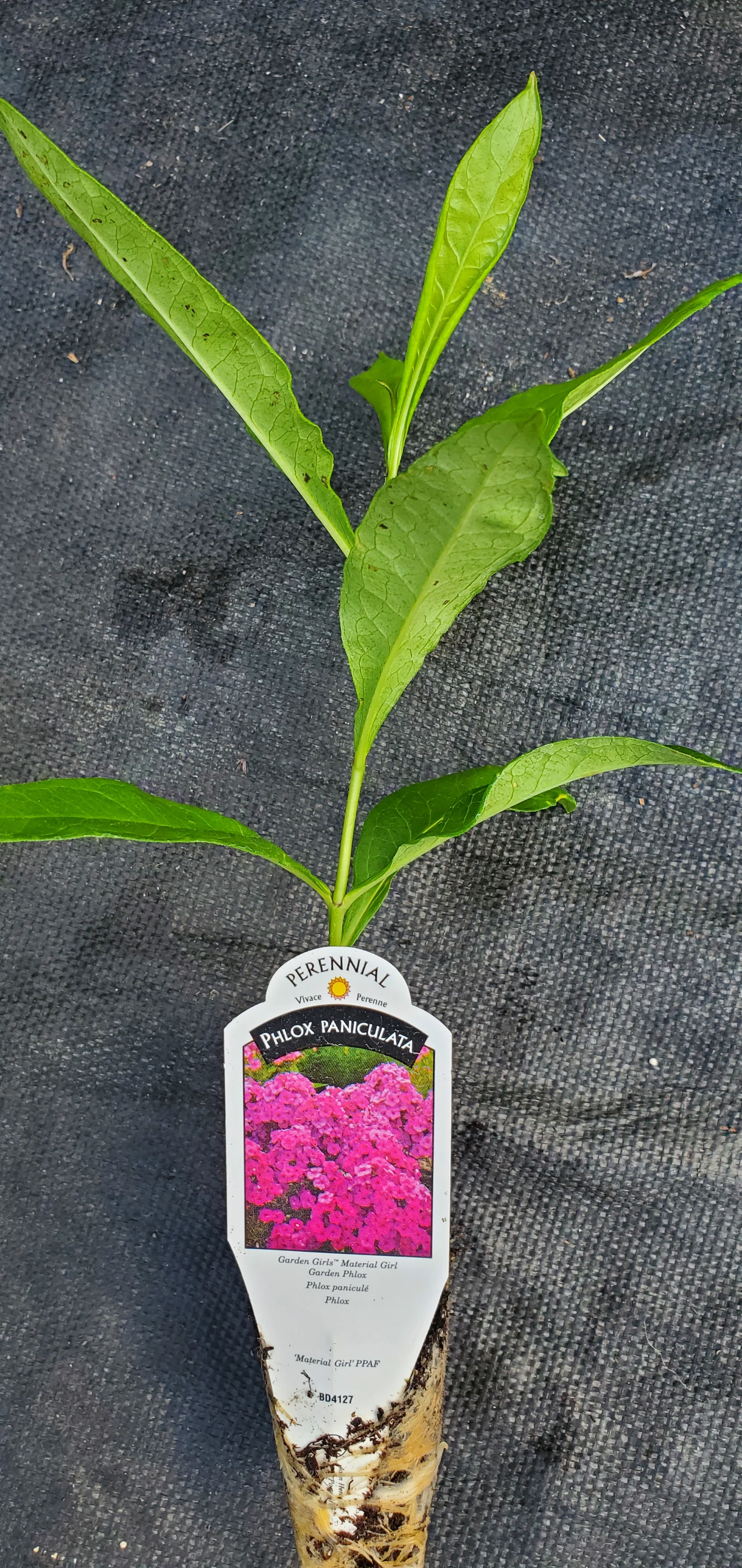 Garden Girls Material Girls Phlox Paniculata