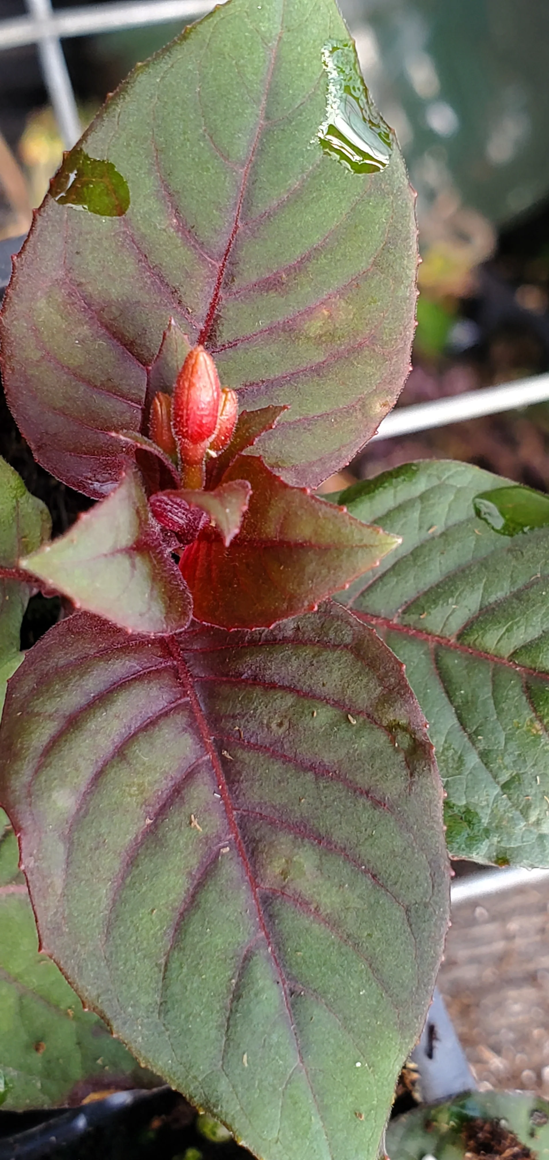Gartenmeister Fuchsia - Image 2