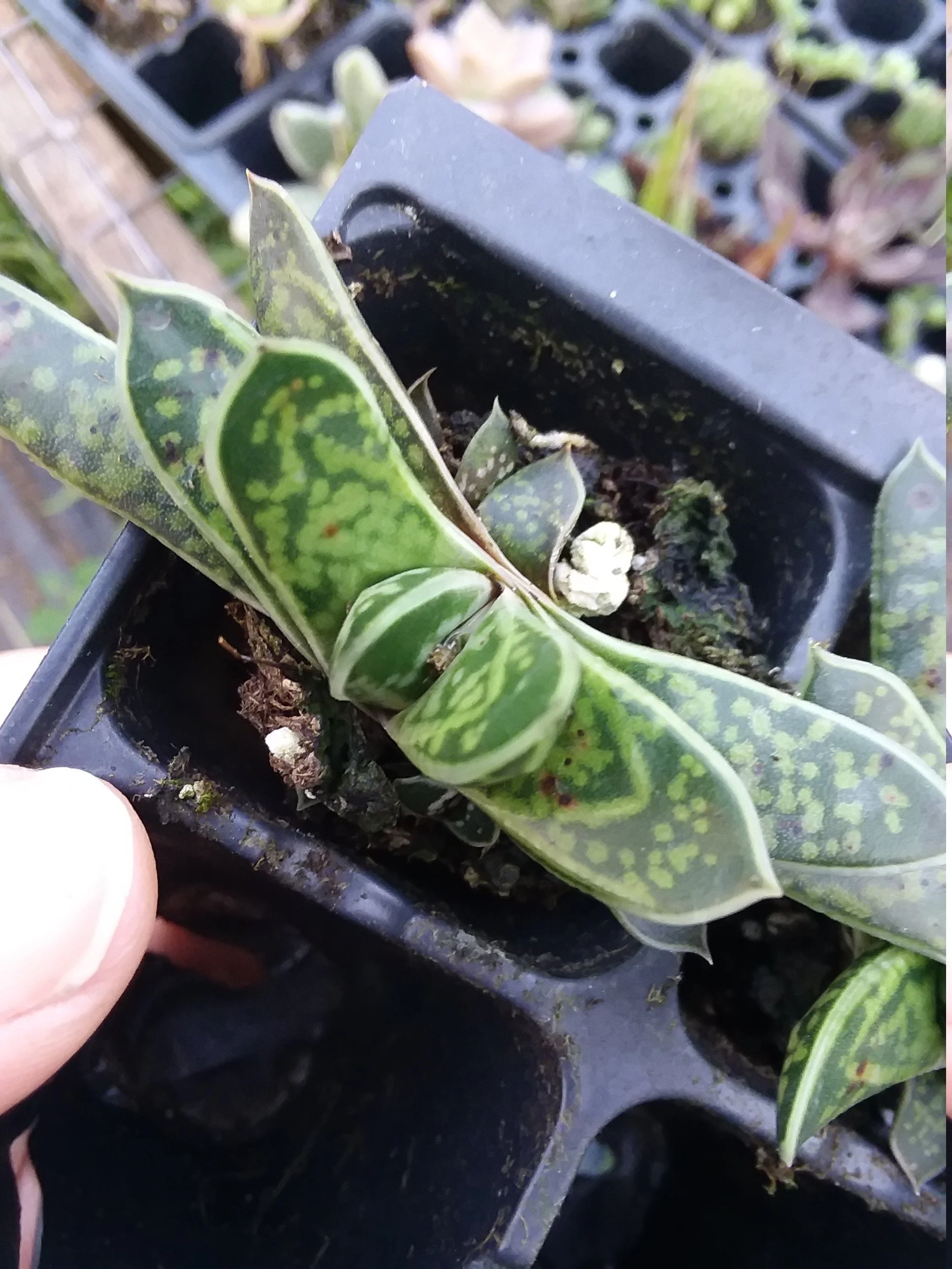 Gasteria bicolor var liliputana