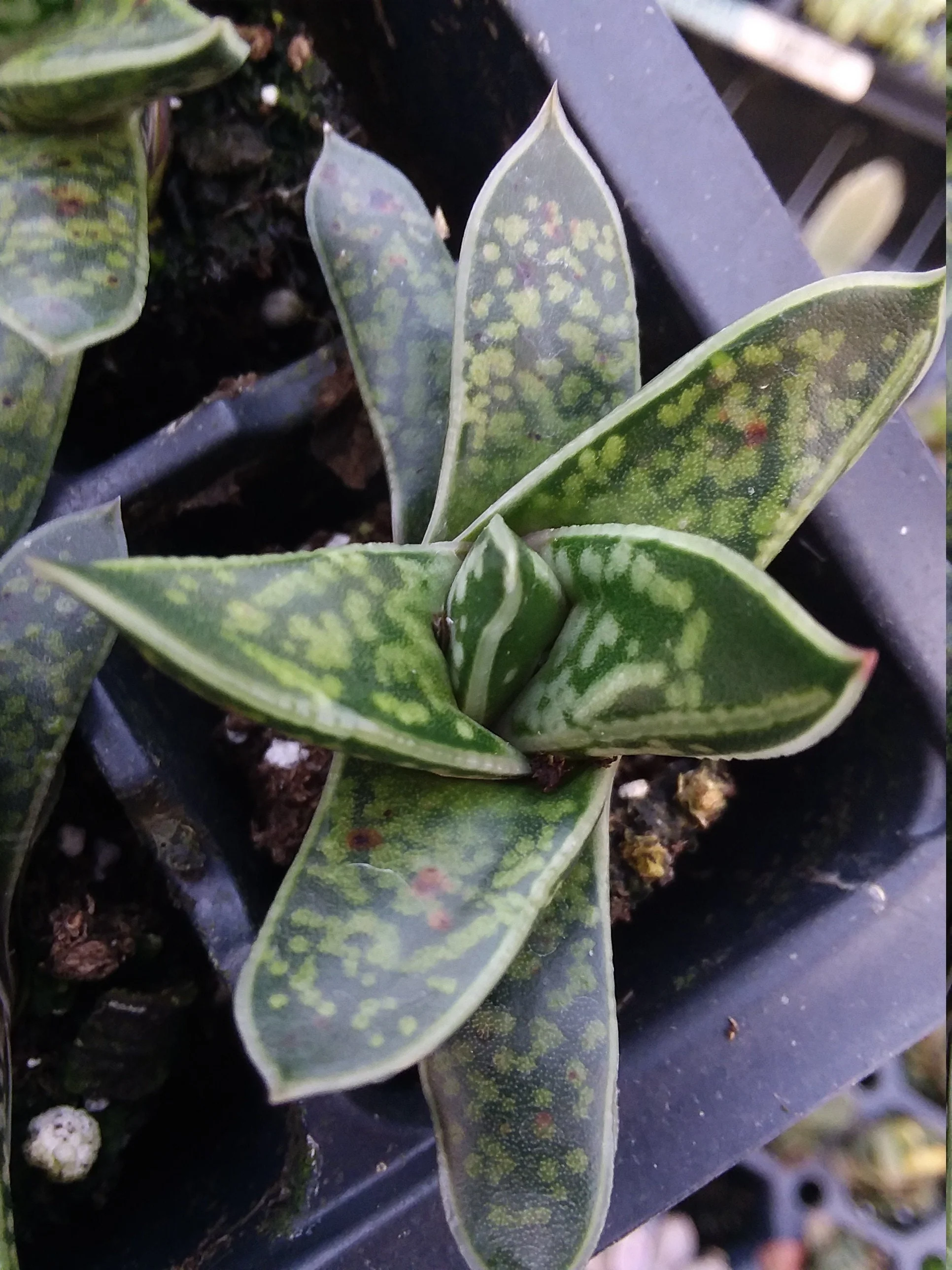 Gasteria bicolor var liliputana - Image 2