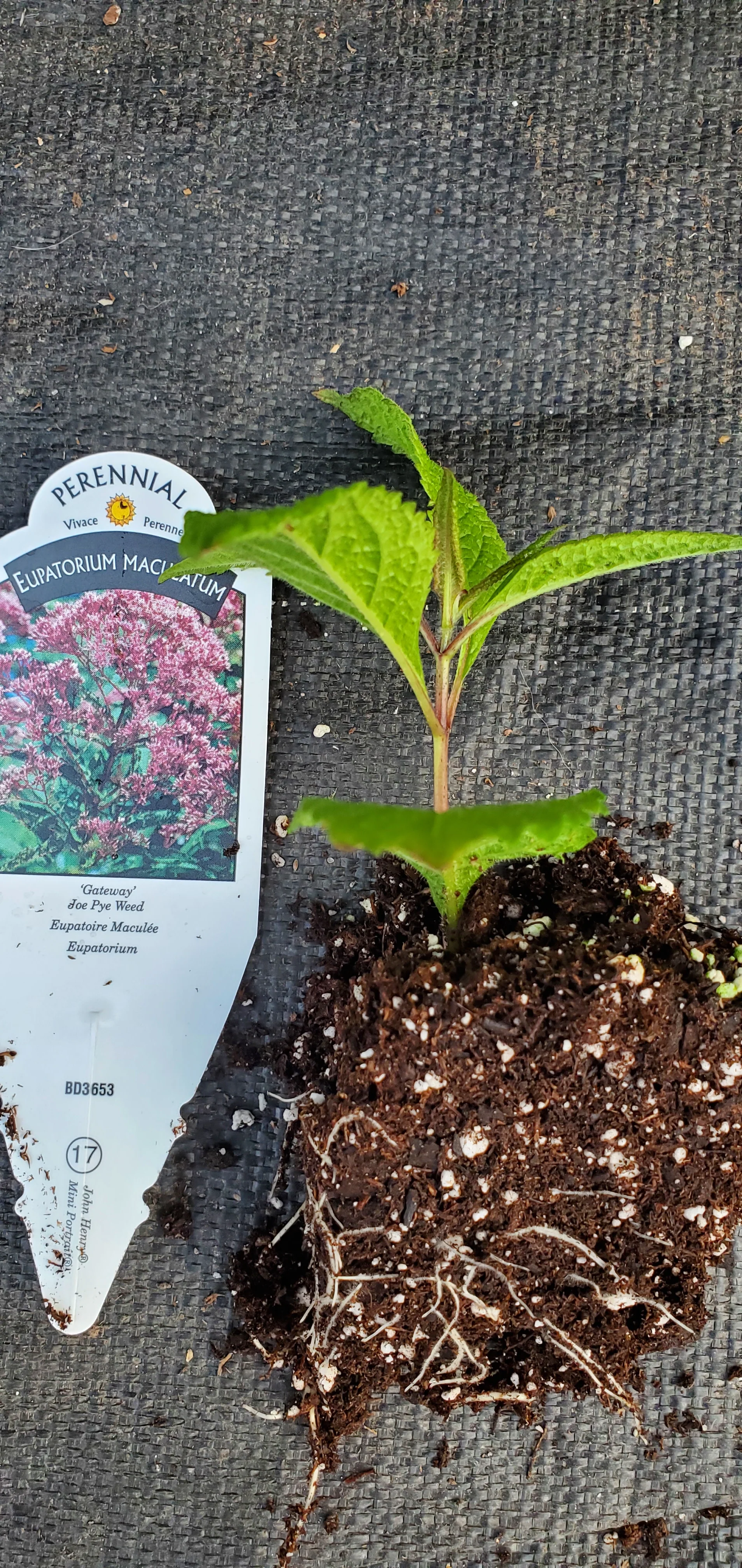 Gateway Eupatorium maculatum Joe pye weed - Image 2
