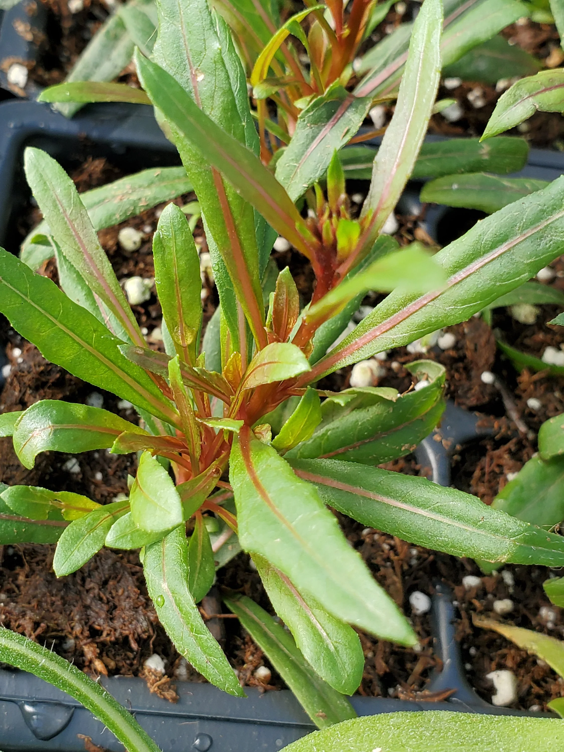 Gaura Passionate Blush - Image 2