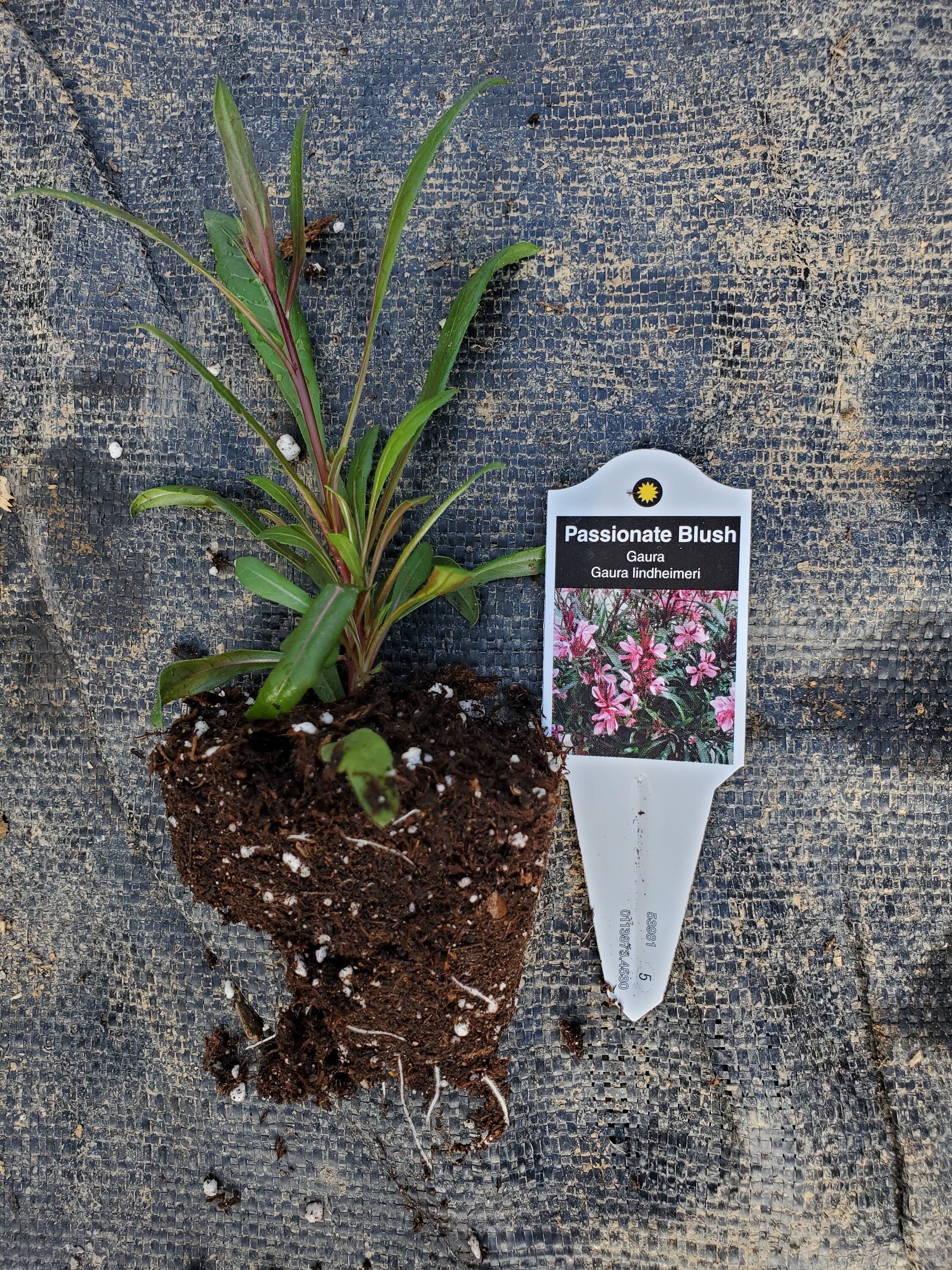 Gaura Passionate Blush - Image 3
