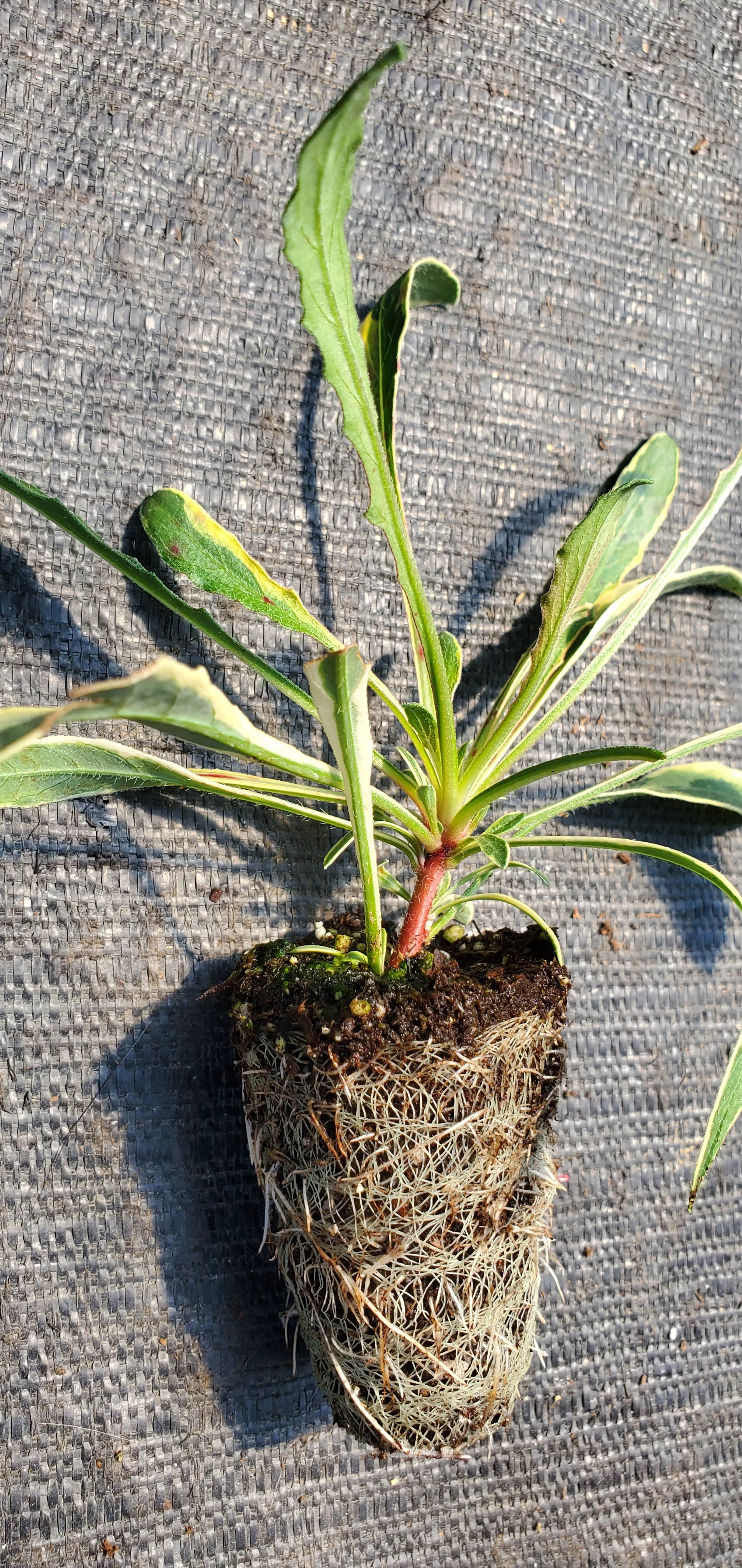 Gaura Silver Fountain - Image 2