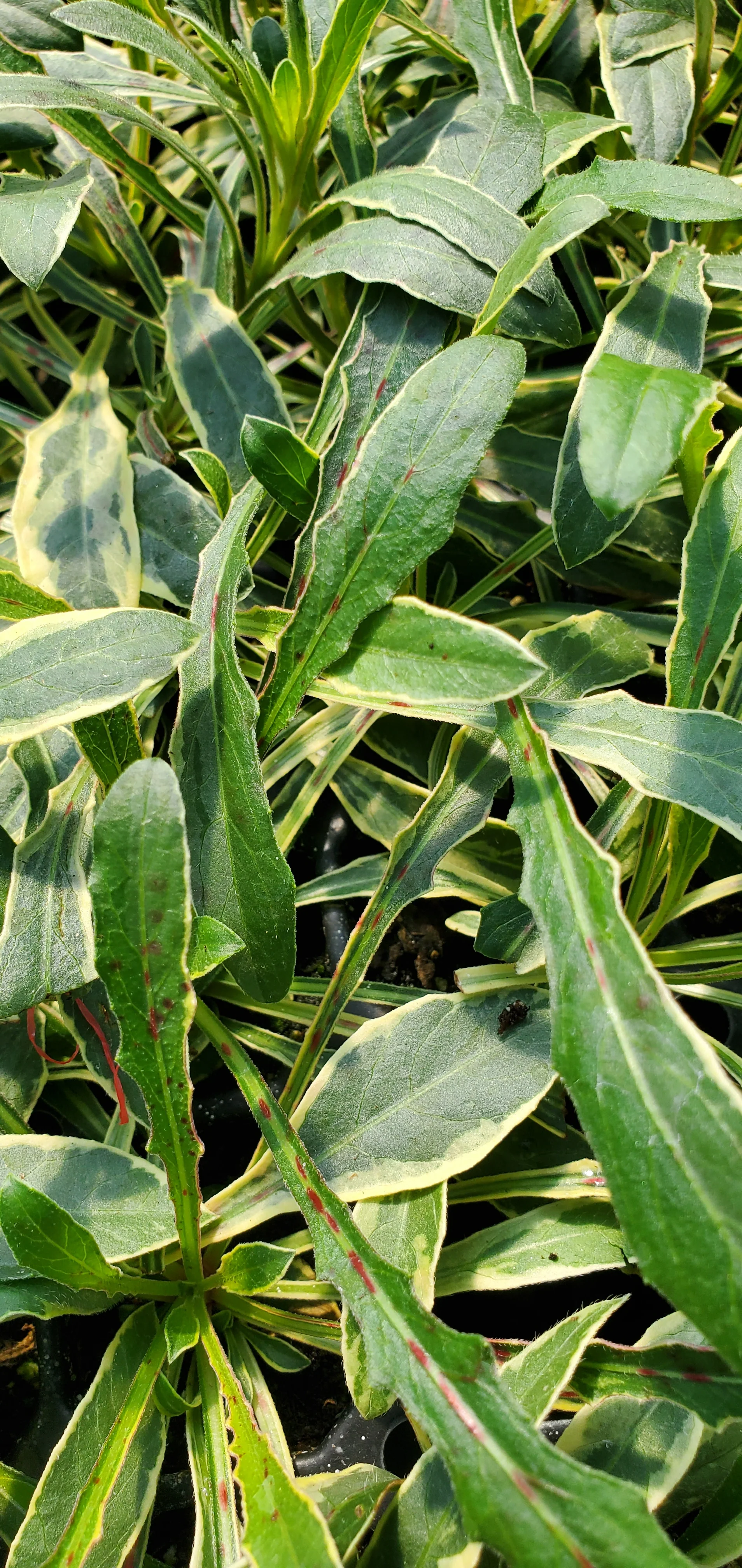 Gaura Silver Fountain - Image 3