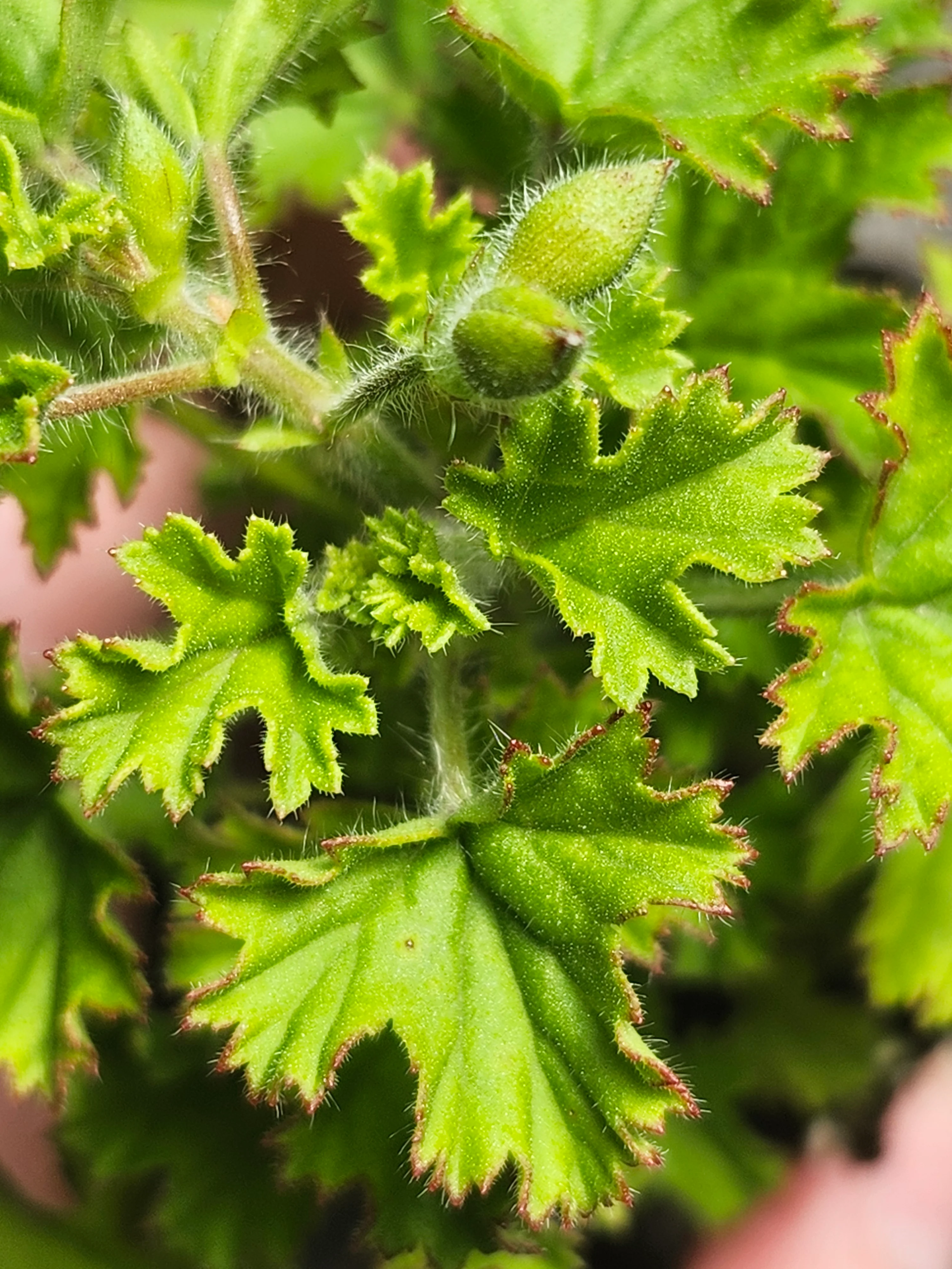 Gemstone Kunzite Scented Geranium