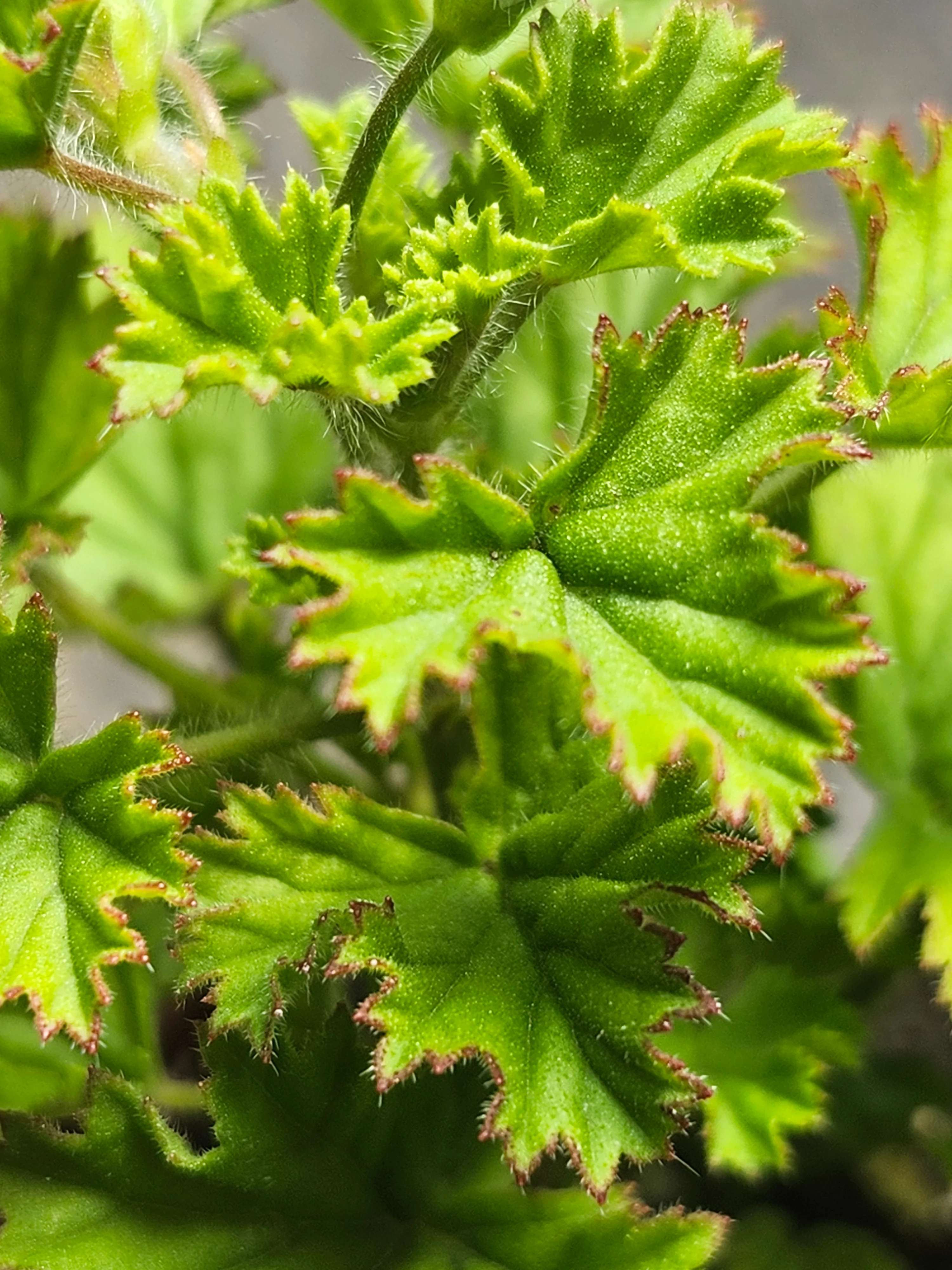 Gemstone Kunzite Scented Geranium - Image 2