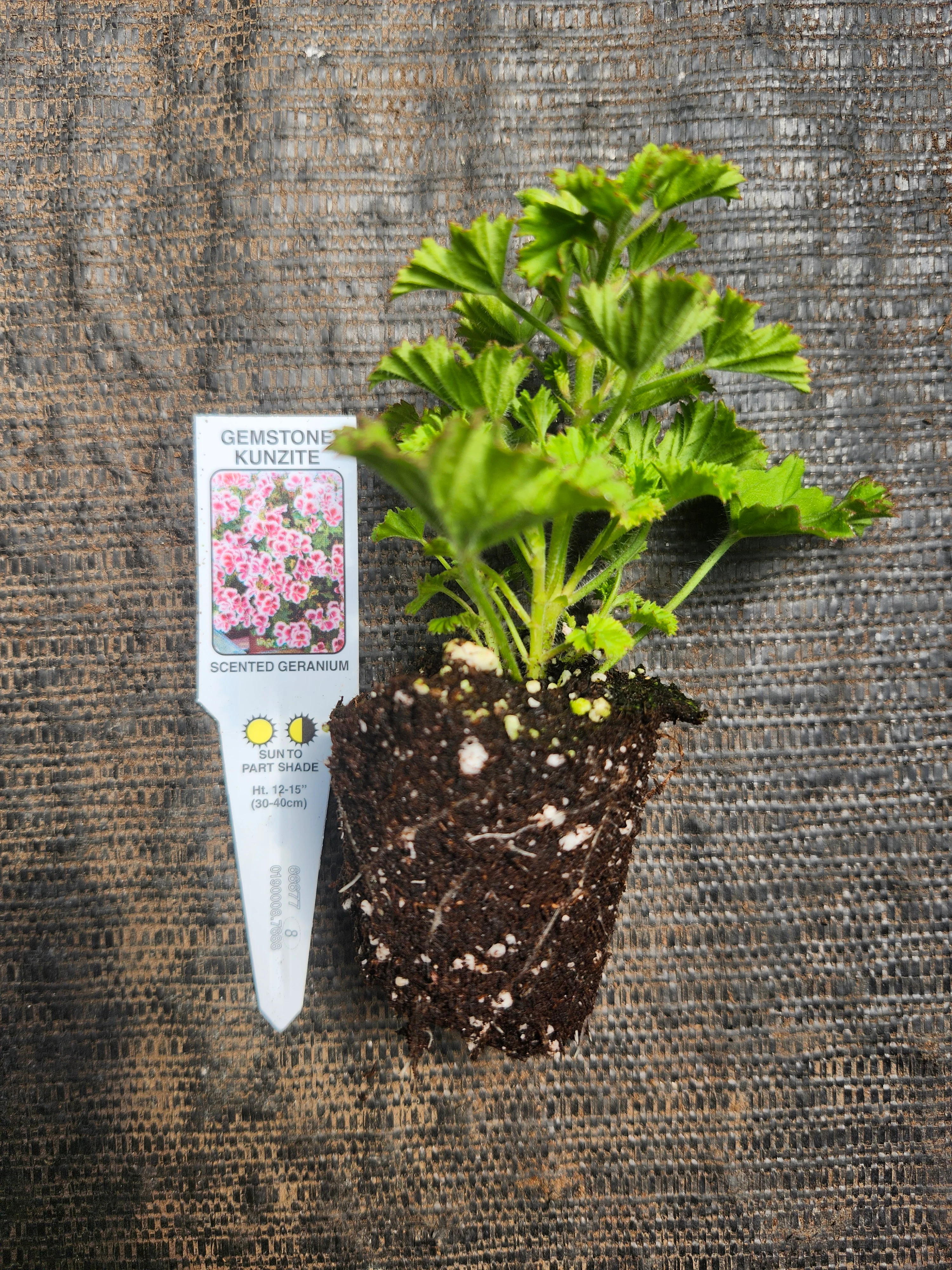 Gemstone Kunzite Scented Geranium - Image 3