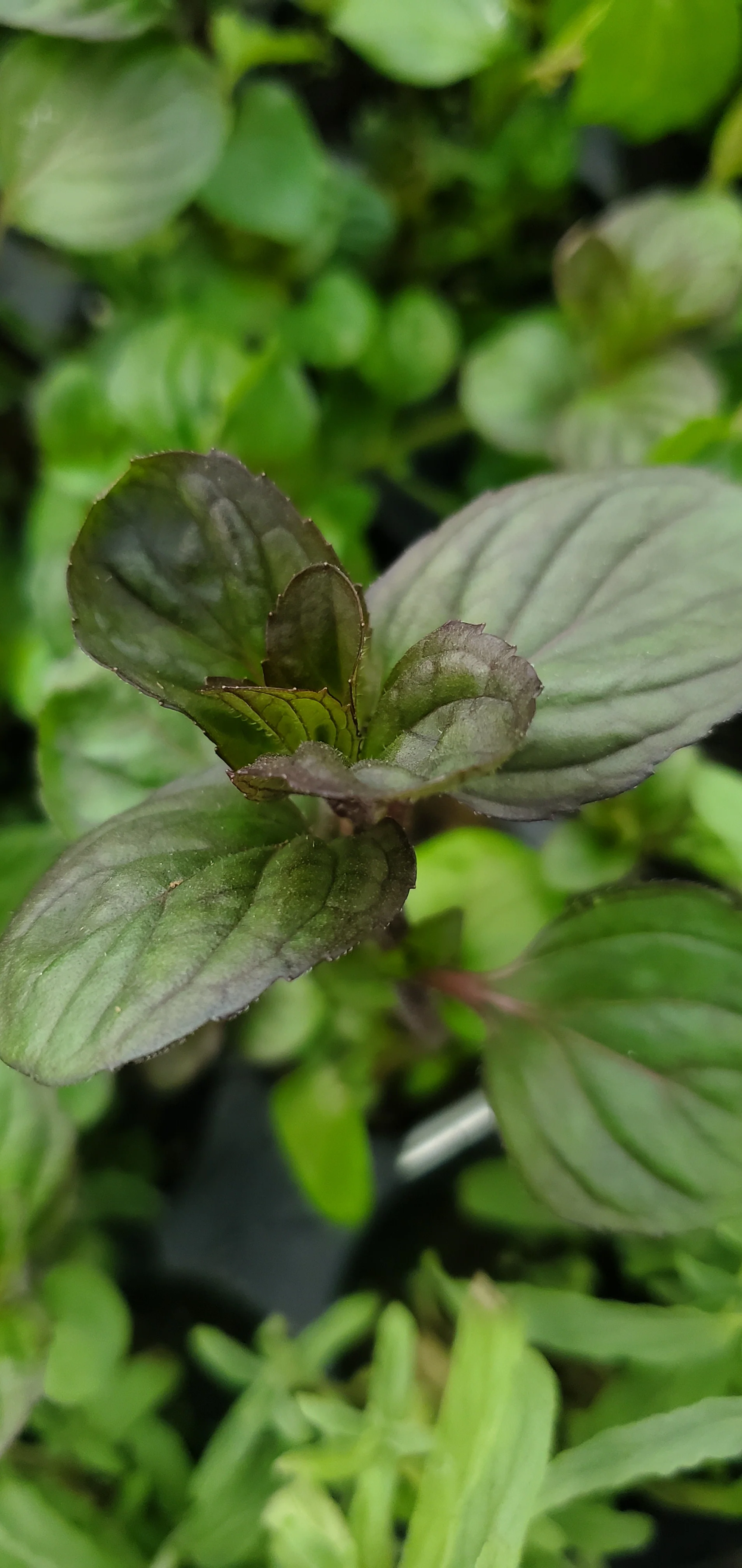 Georgia Apple Mint