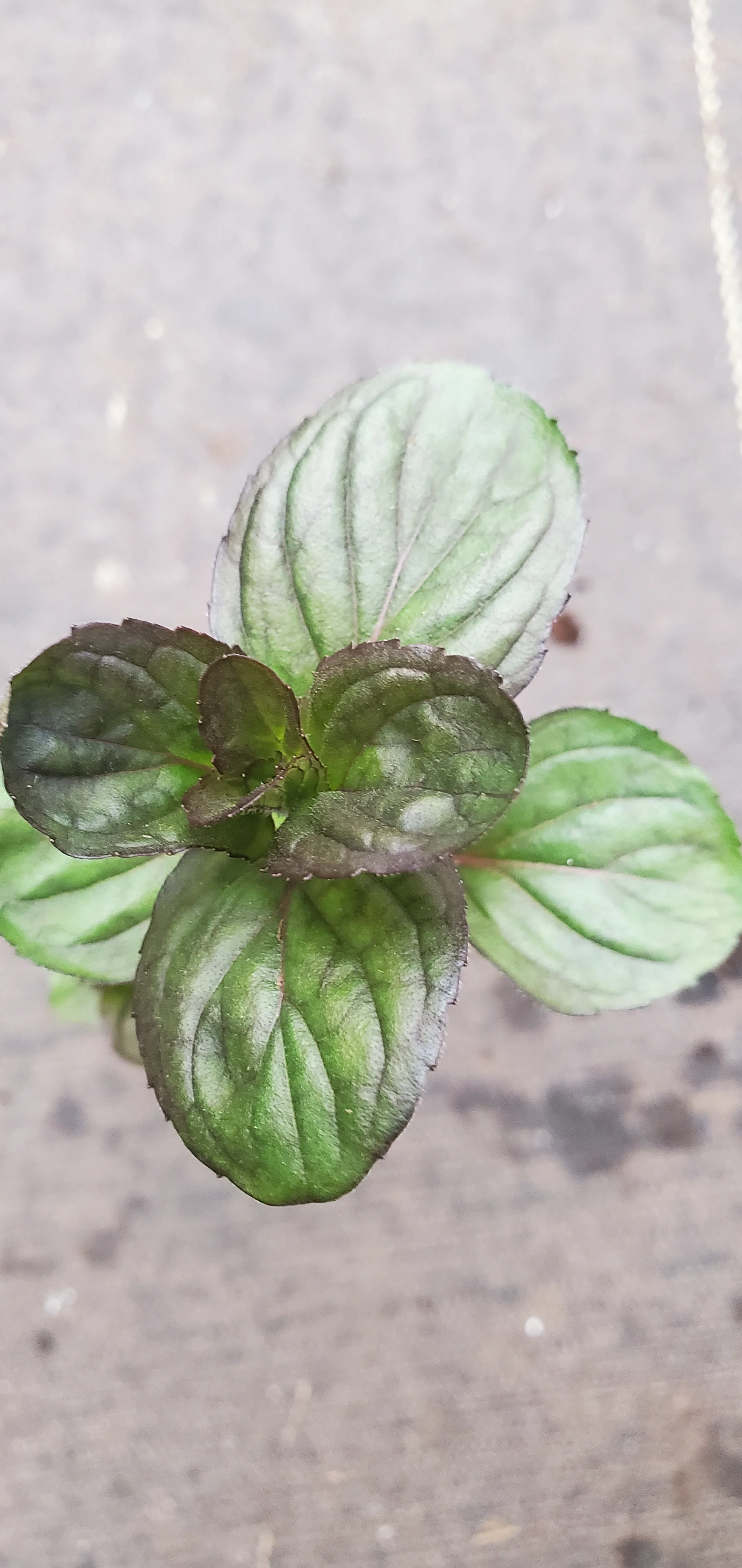 Georgia Apple Mint - Image 2