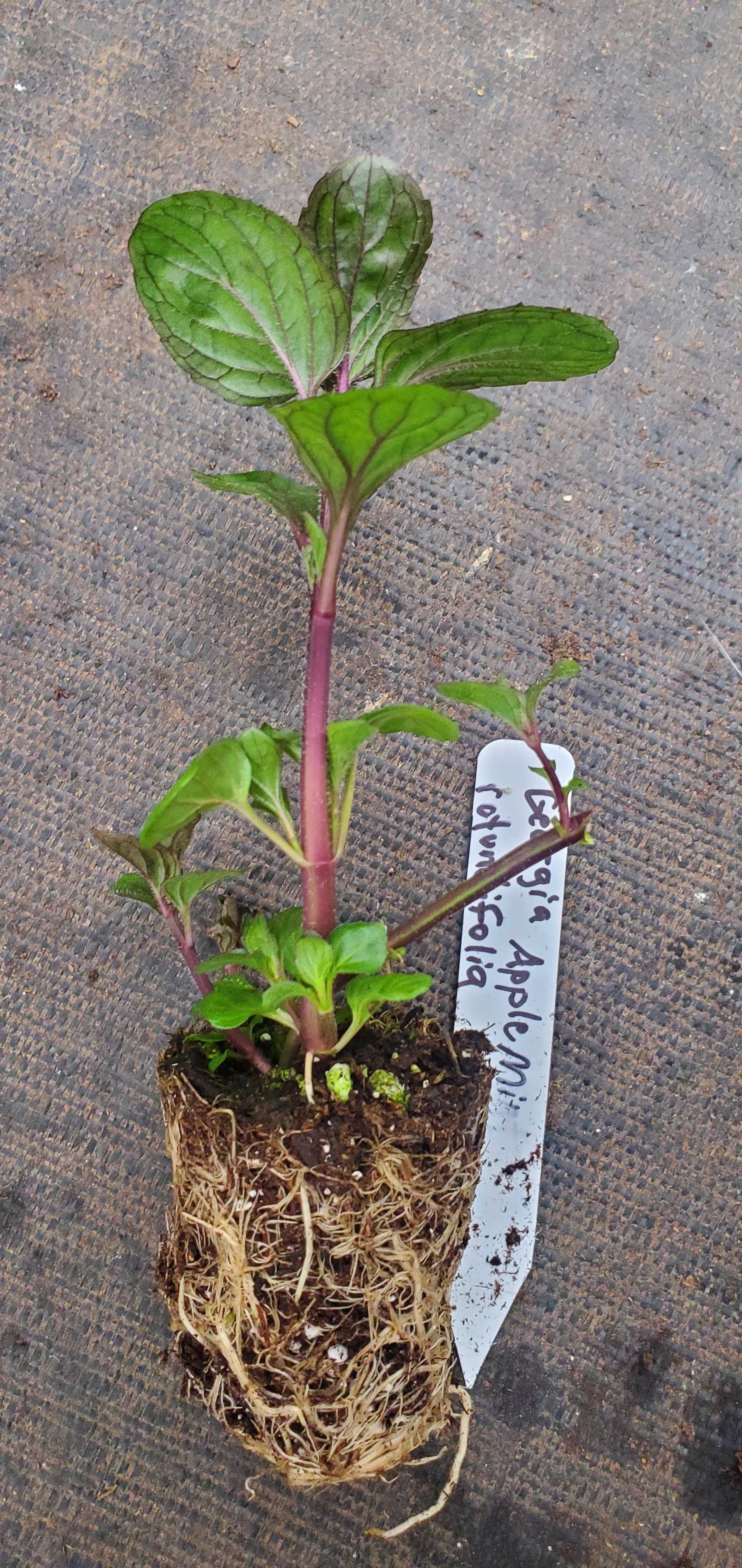 Georgia Apple Mint - Image 3