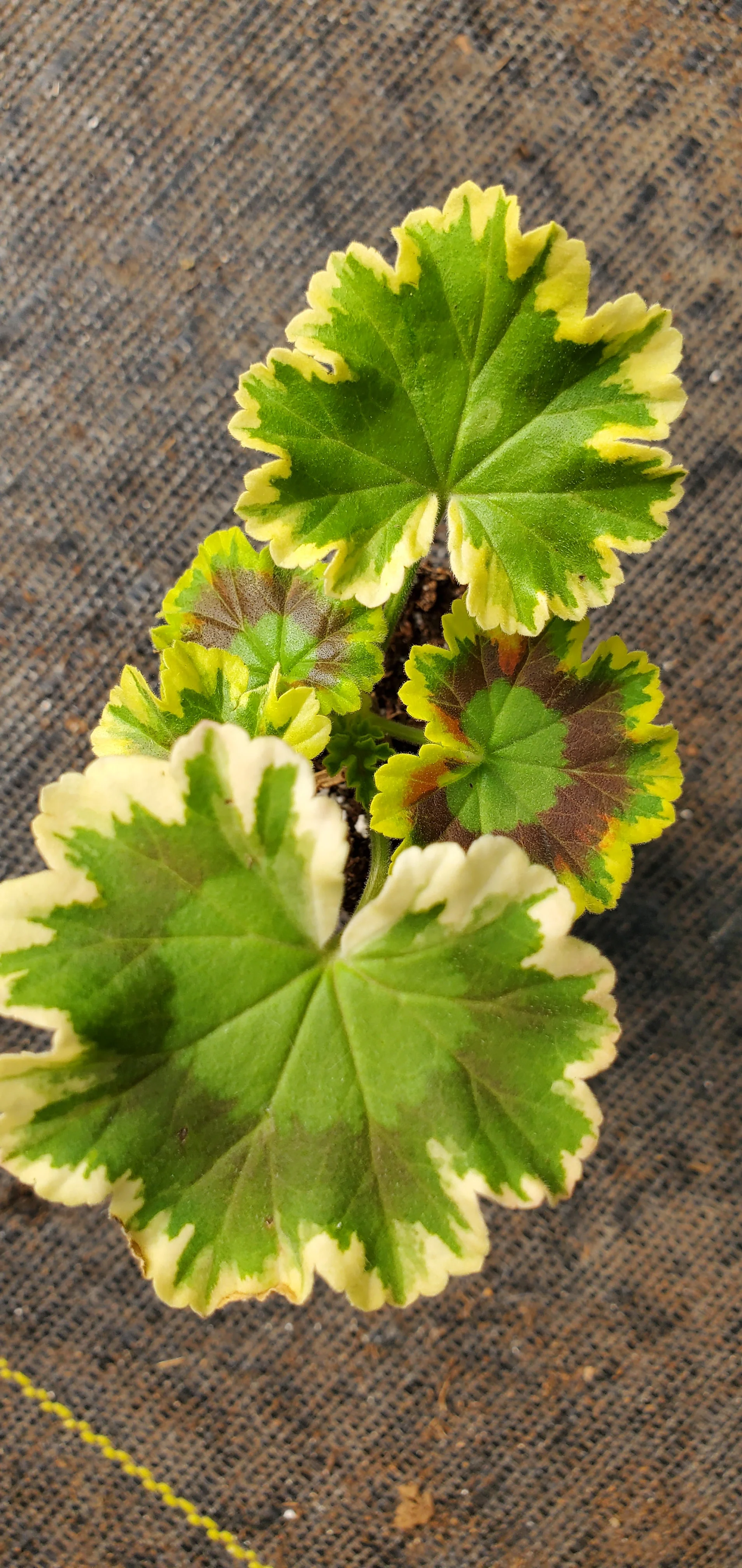 Geranium Mrs Pollock