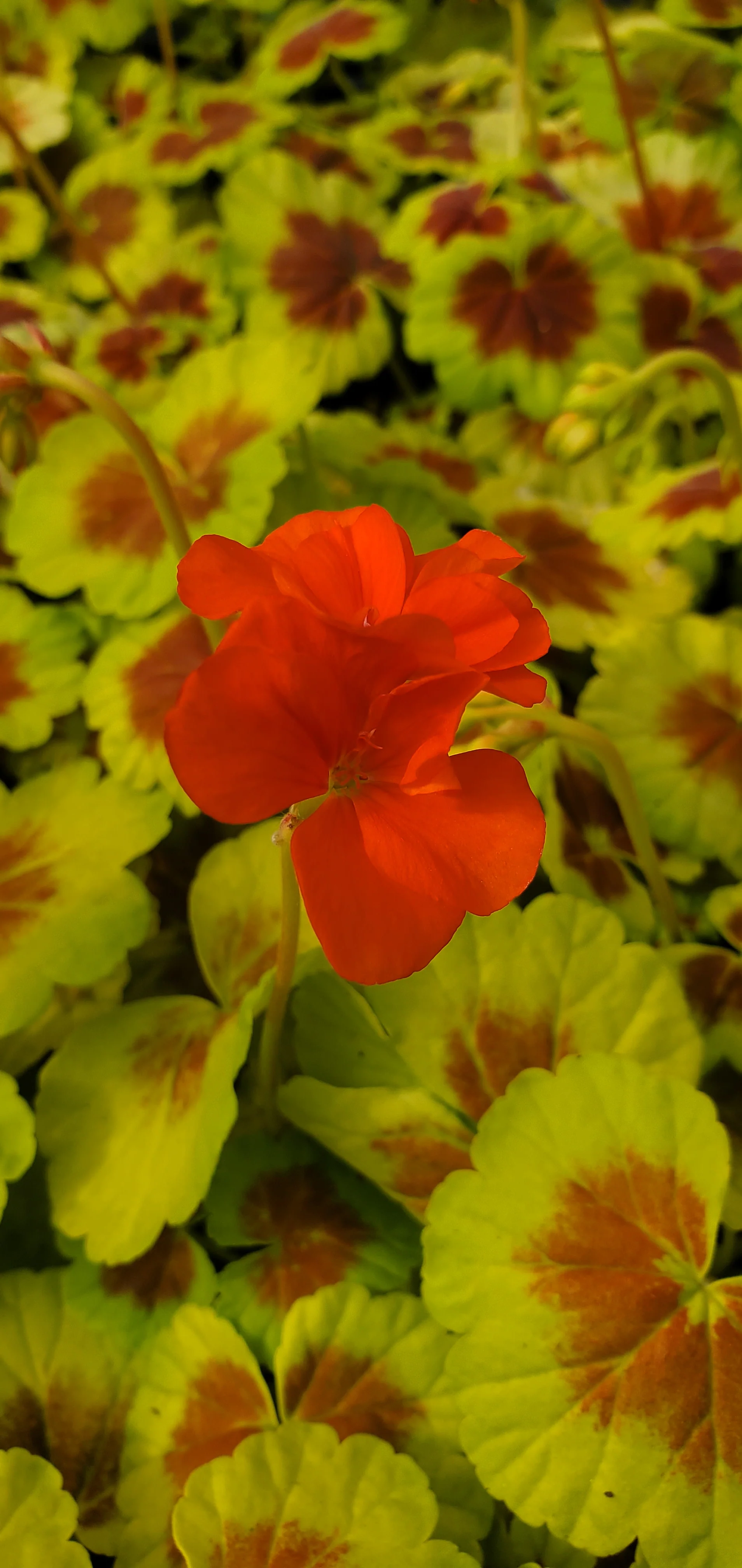 Geranium Occold Shield