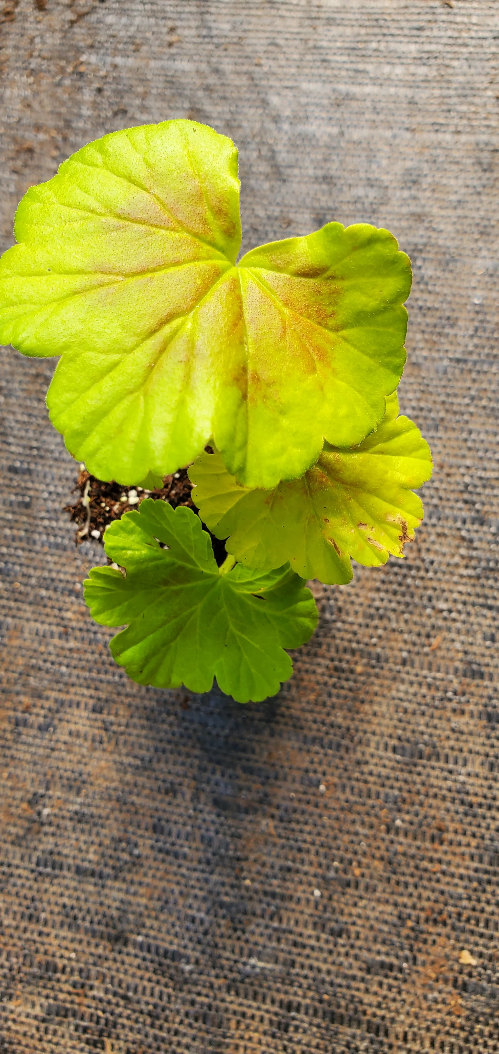 Geranium Occold Shield - Image 2