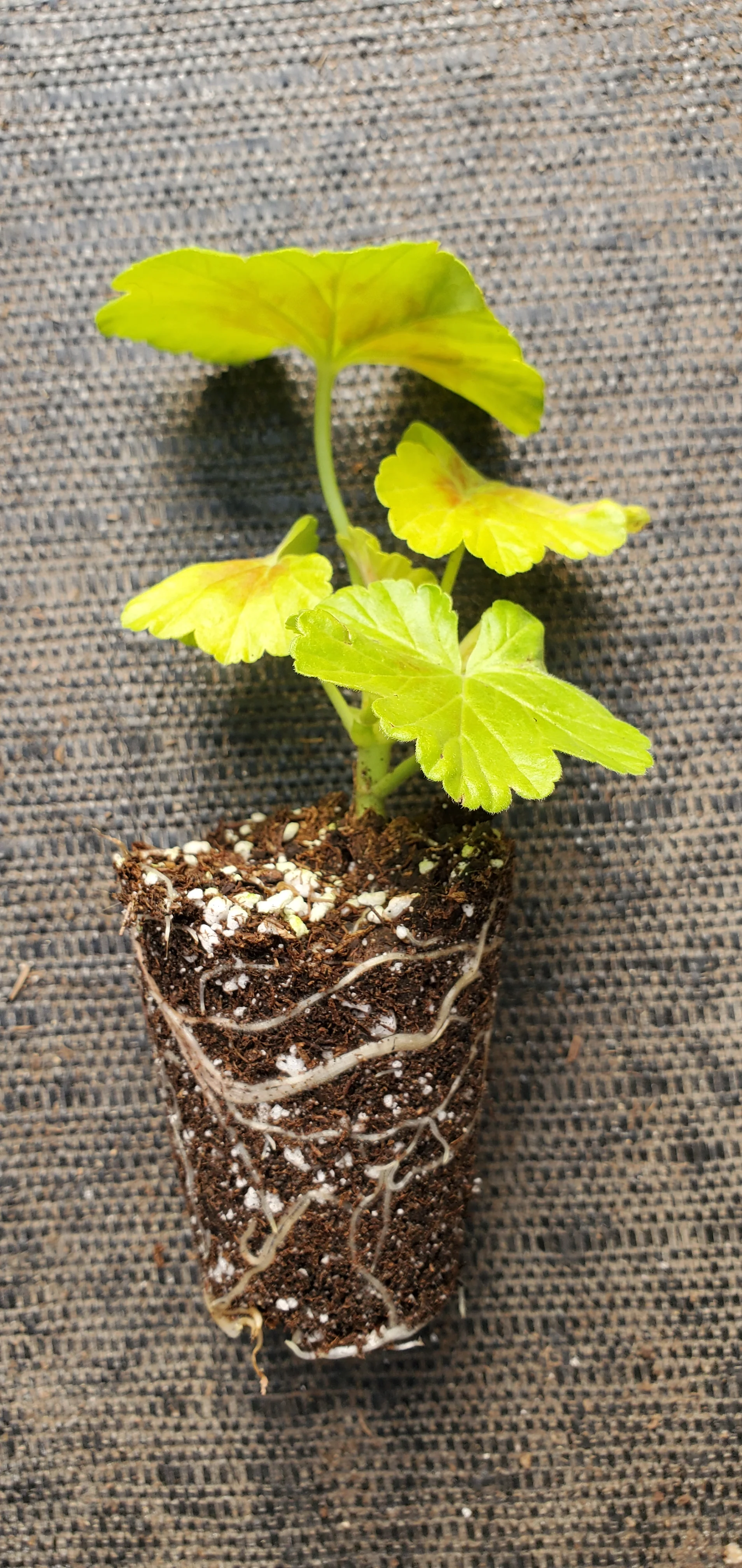 Geranium Occold Shield - Image 3