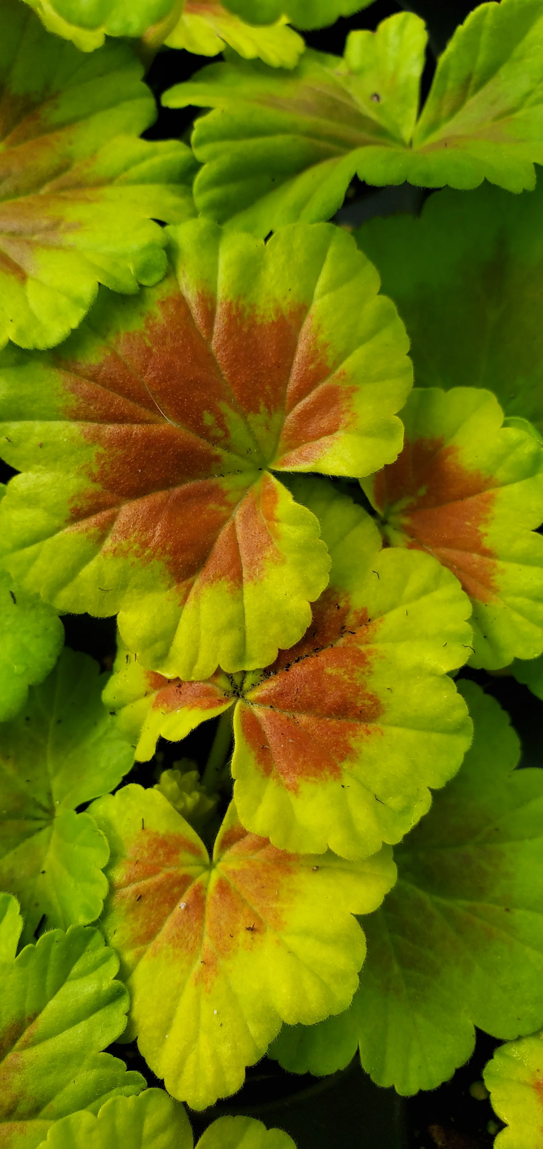 Geranium Occold Shield - Image 4