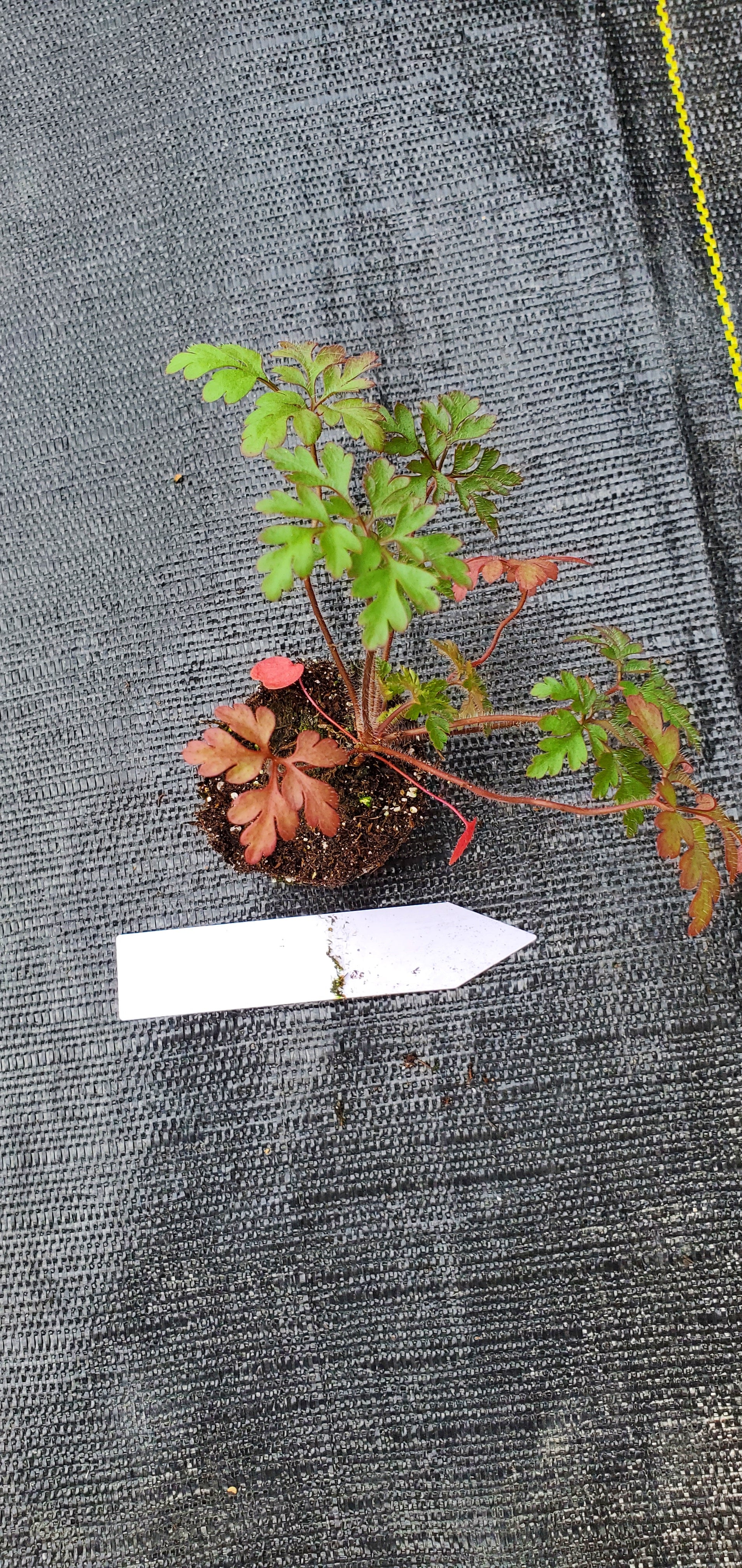 Geranium Robertianum