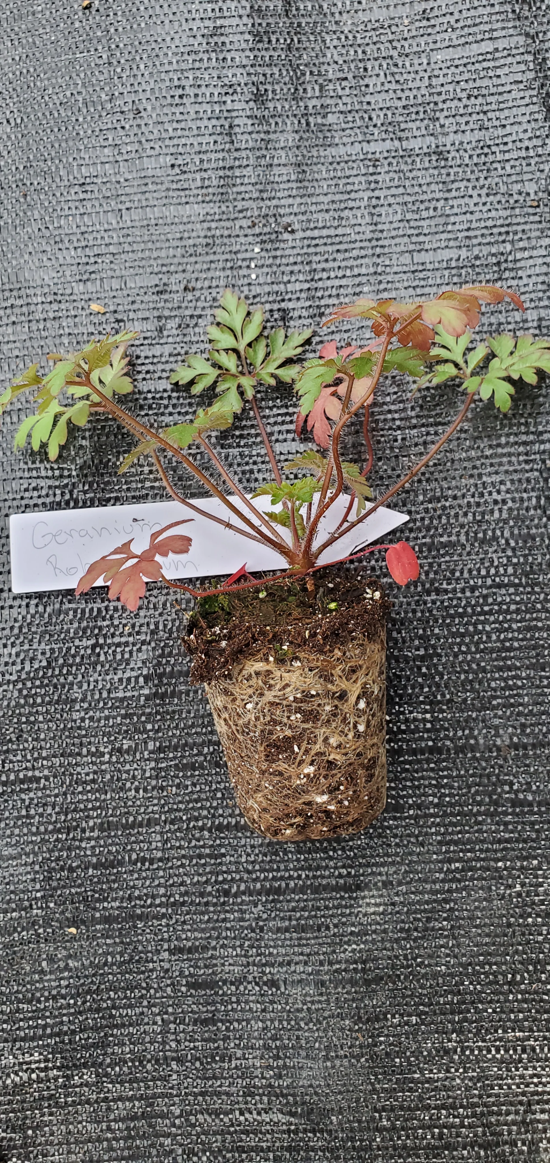 Geranium Robertianum - Image 2