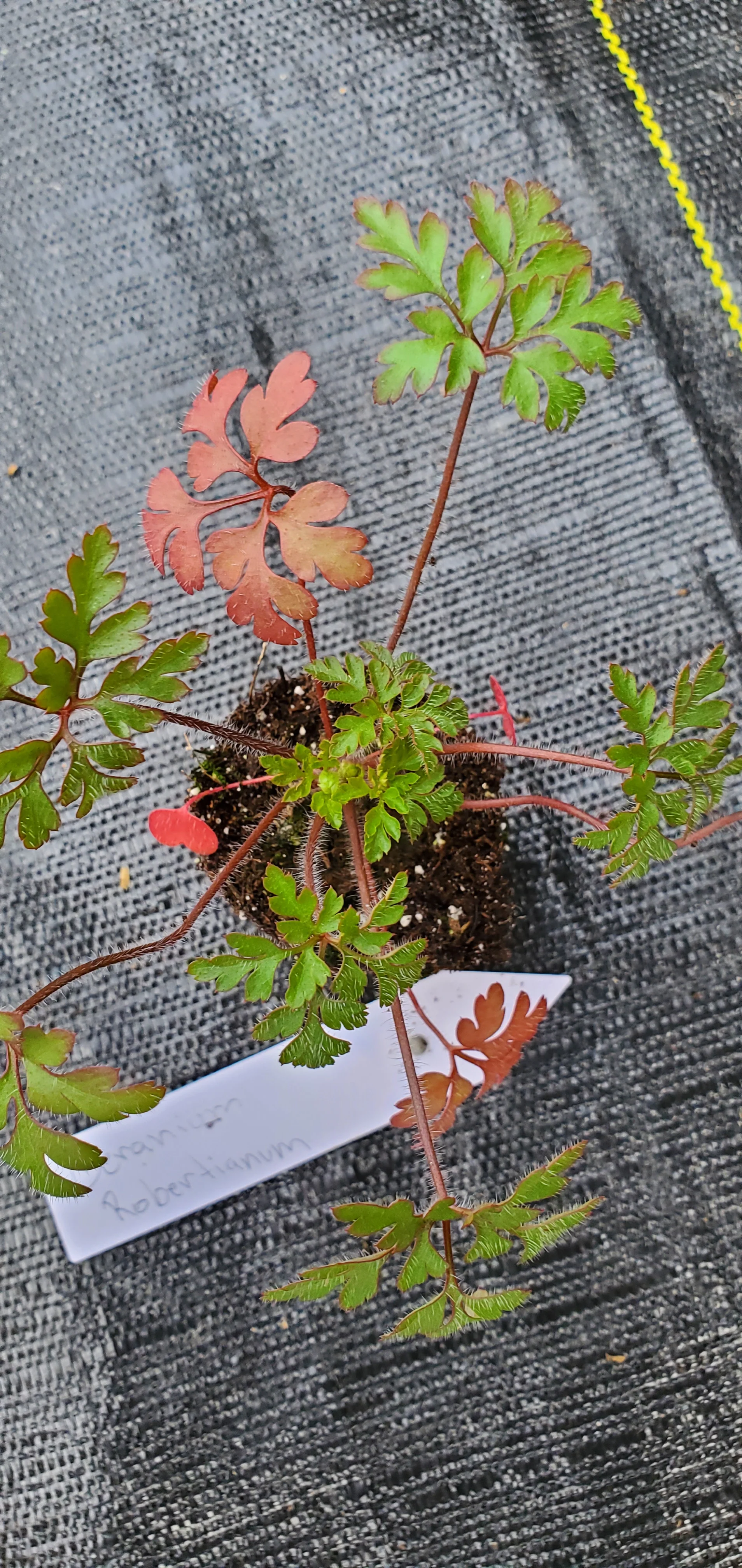 Geranium Robertianum - Image 3