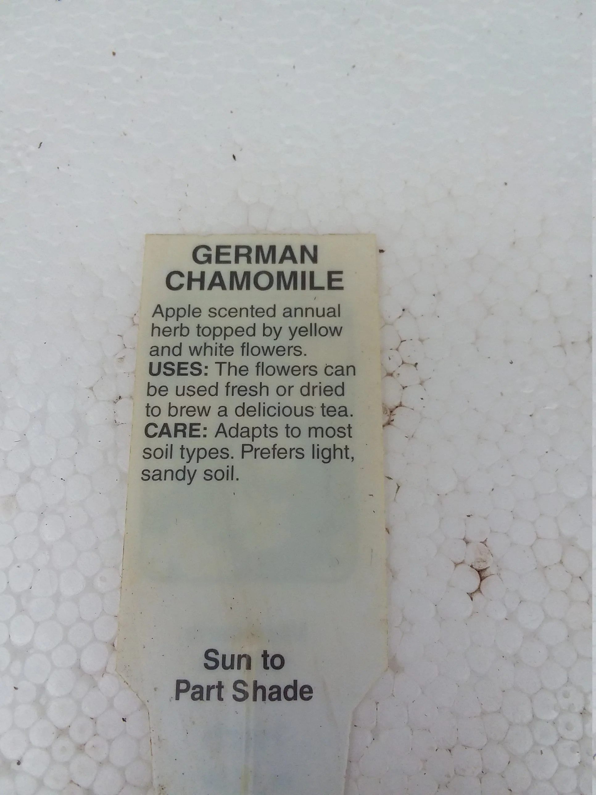 German chamomile Matricaria recutita - Image 2