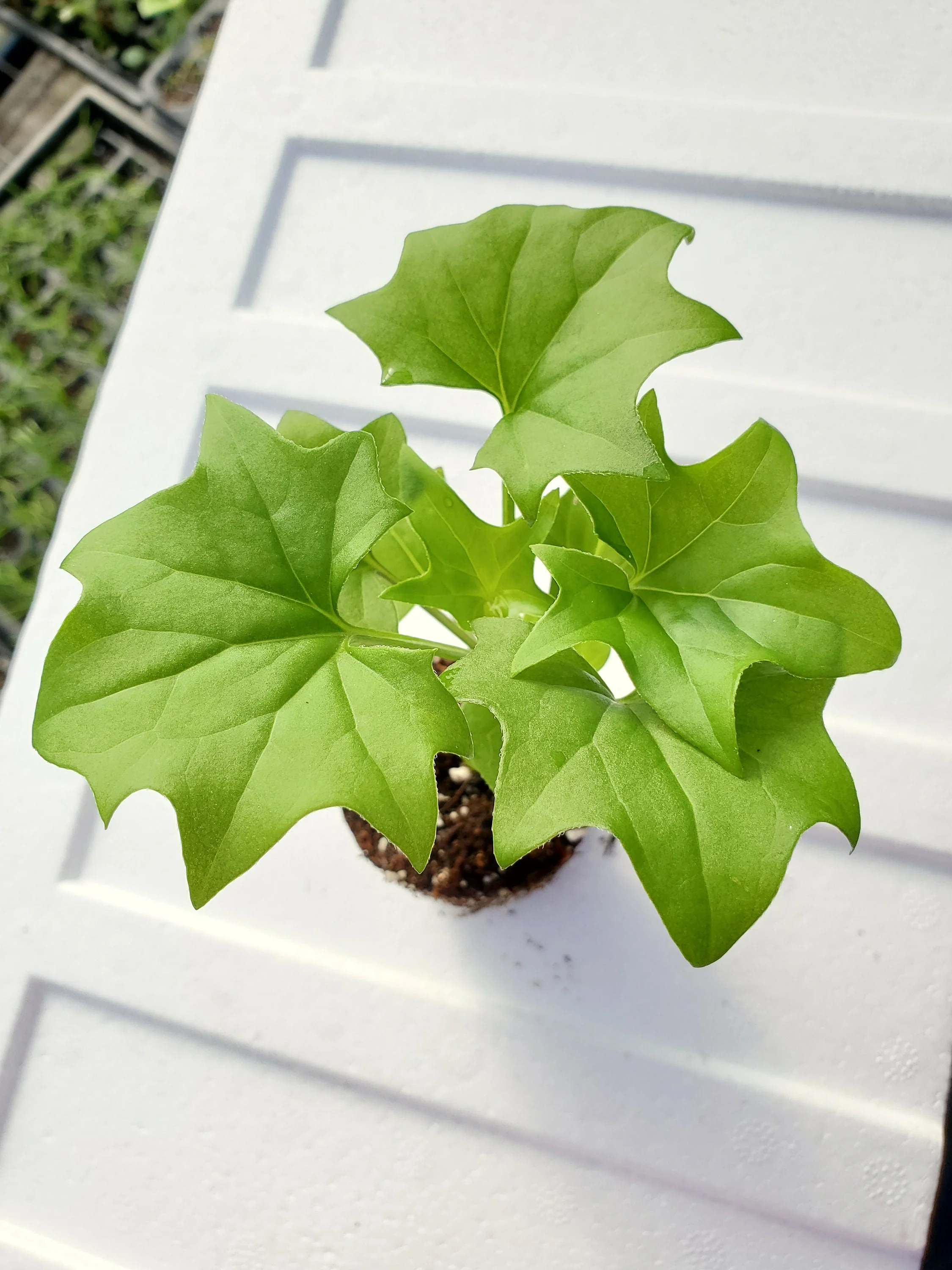 German Ivy