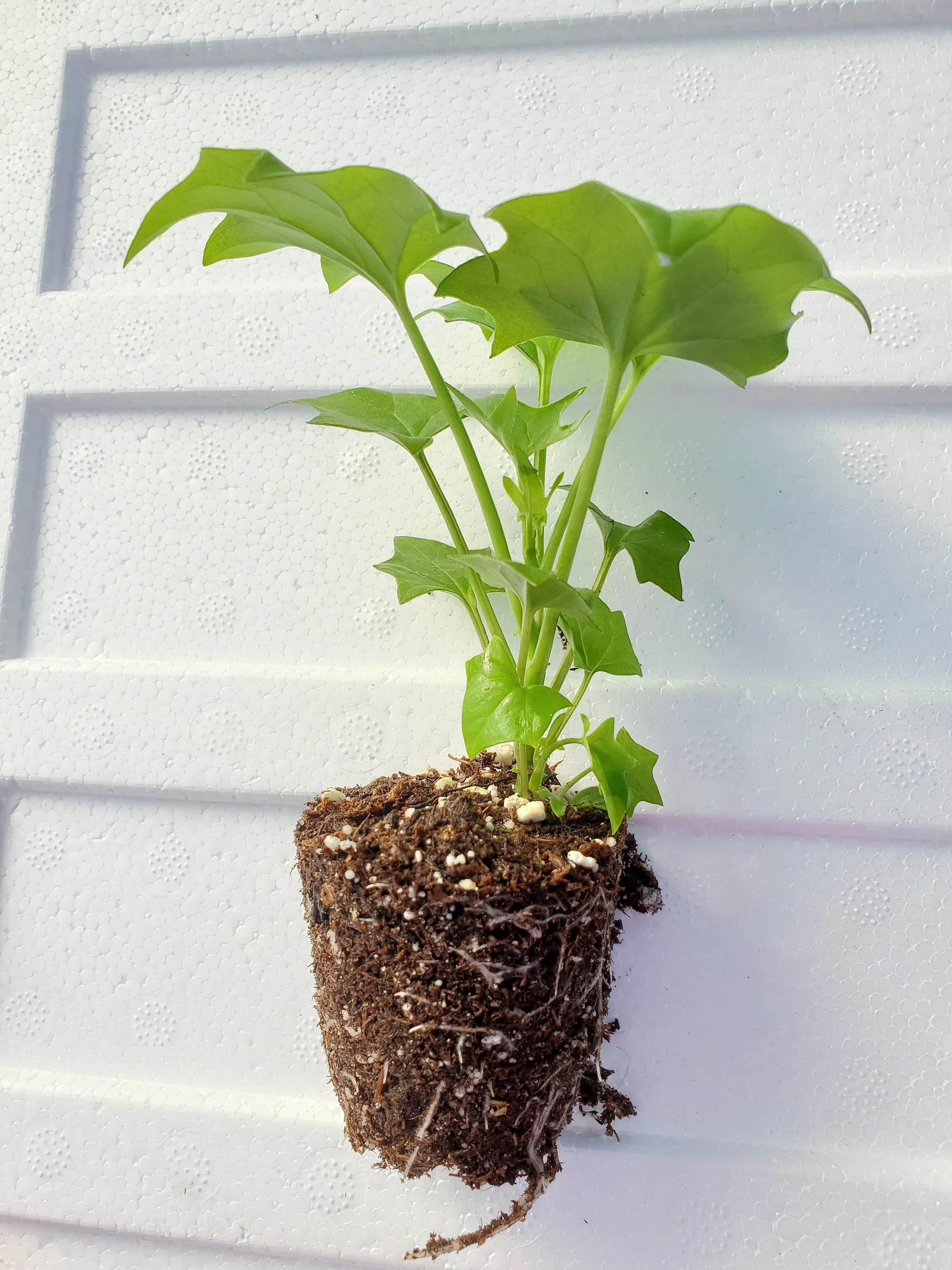 German Ivy - Image 2